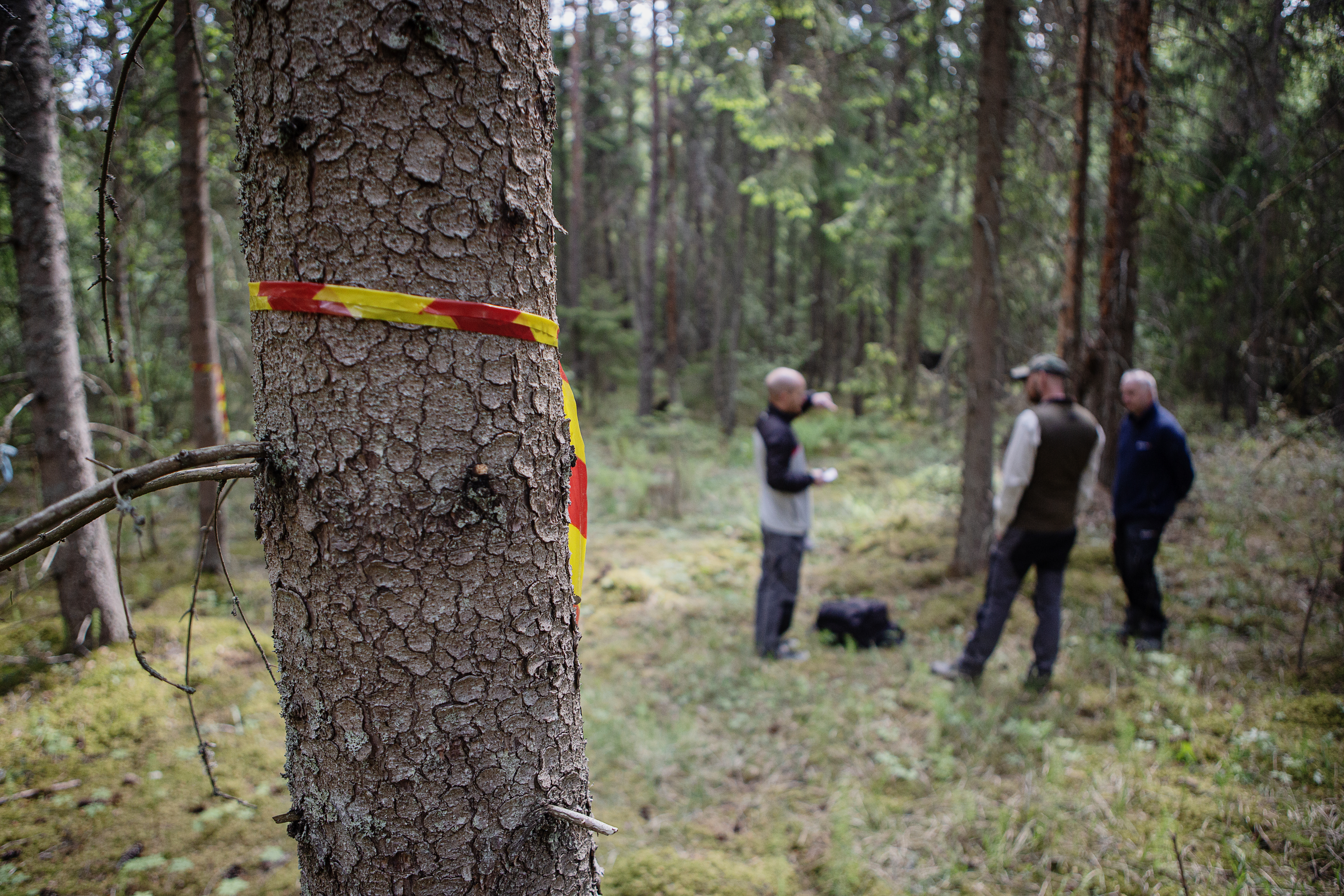 Svenska kyrkans skog hotas av granbarkborren.
John Bjarnert och kollegan Patrik Mattsson inventerar kyrkans skog i närheten av Vänge, en dryg mil väster om Uppsala. Här har de varit tidigare – och precis som förväntat har skadorna orsakade av granbarkborrar förvärrats.