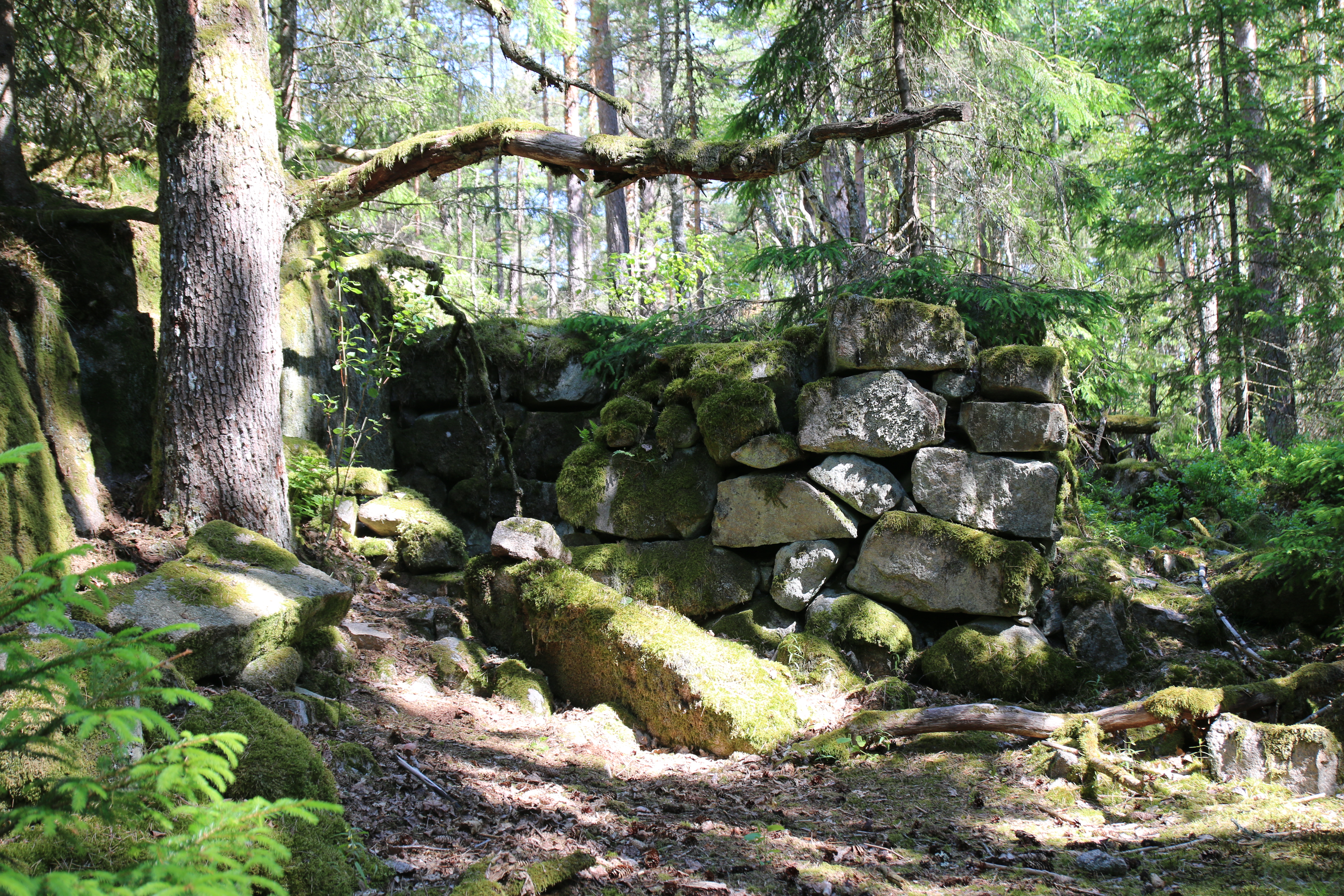 Grønn skog