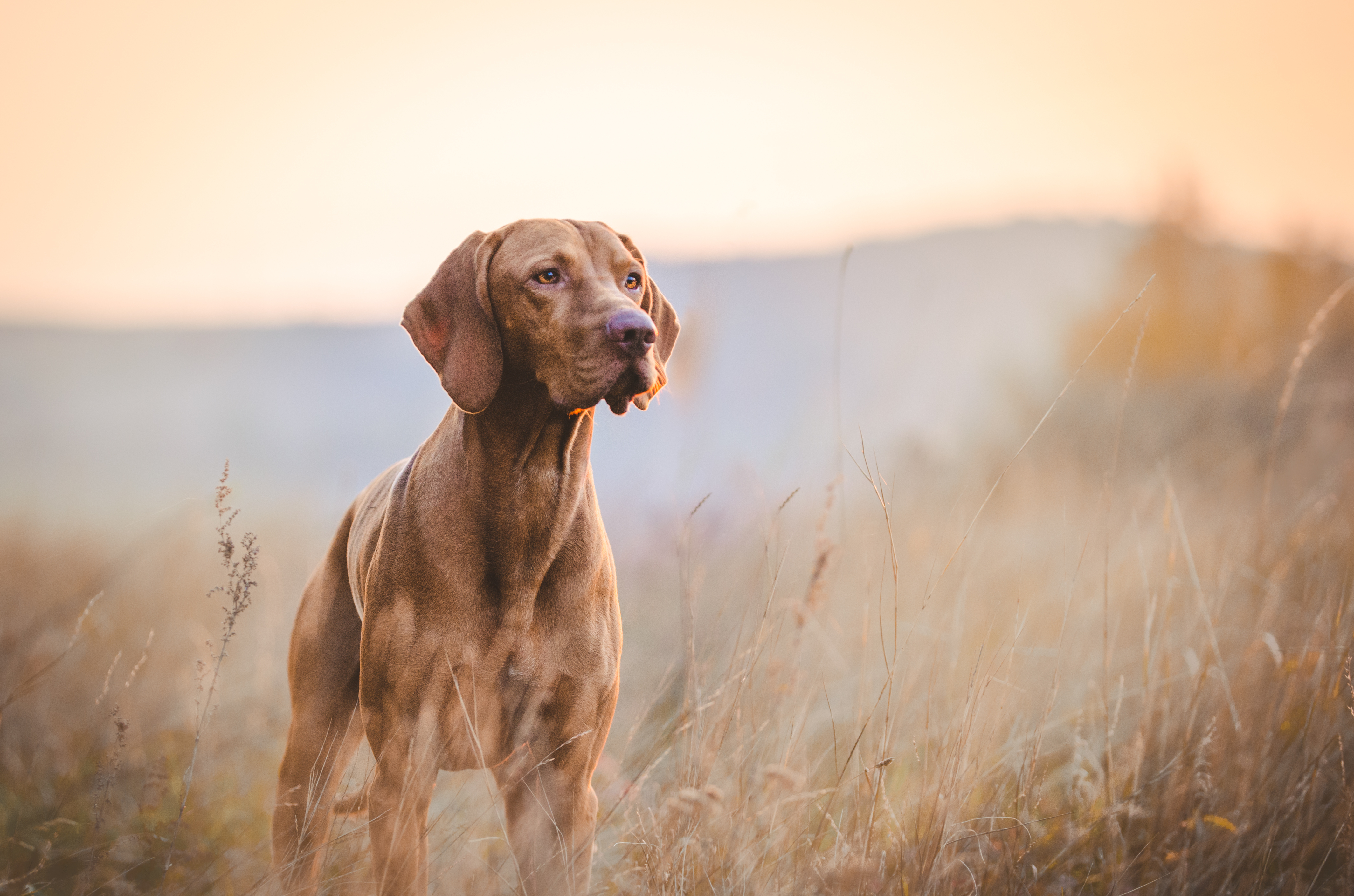 Hva er den vitenskapelige betegnelsen på tamhund?