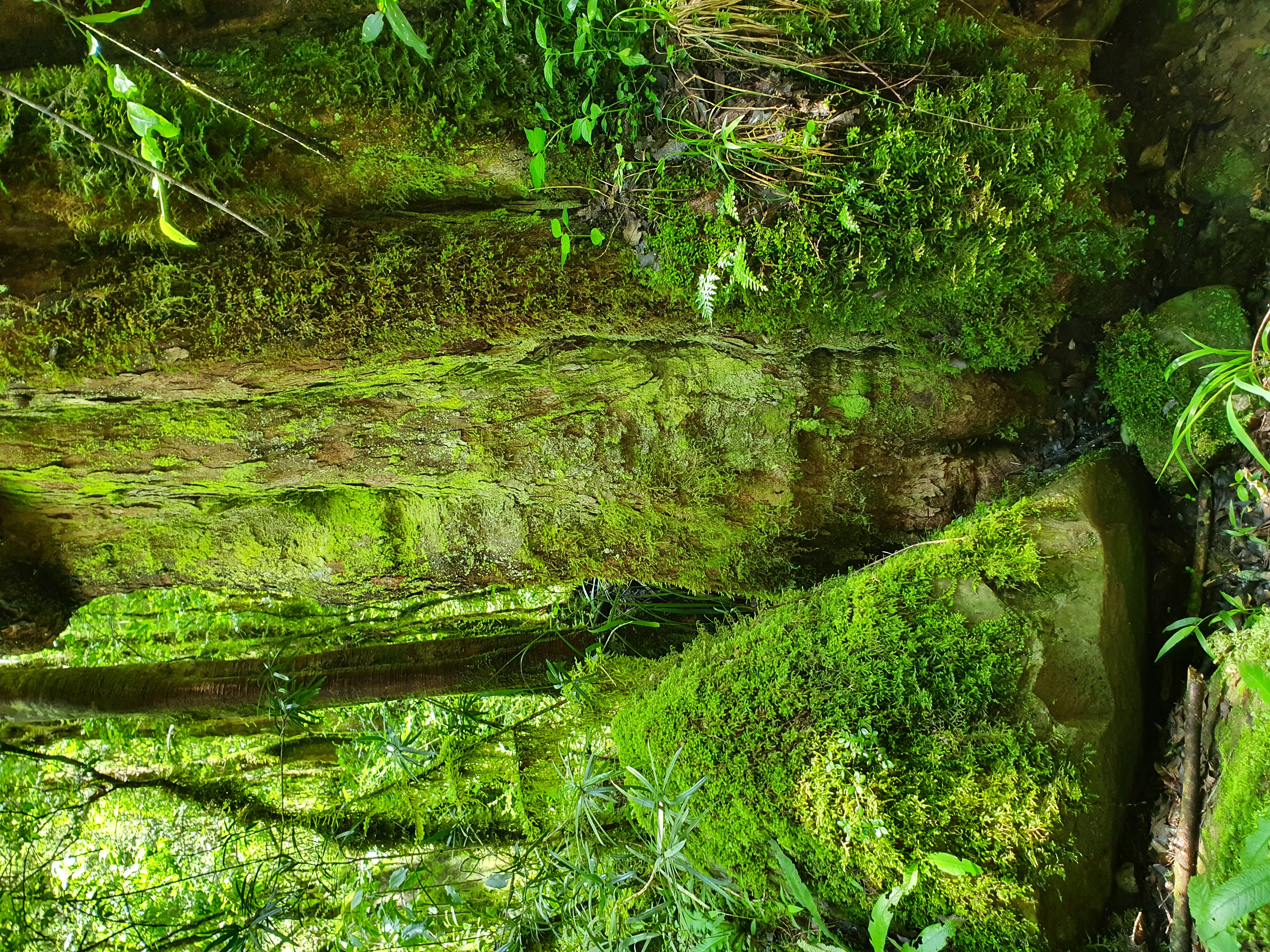 tropisk (regn)skog, Drakensberg, Sør-Afrika