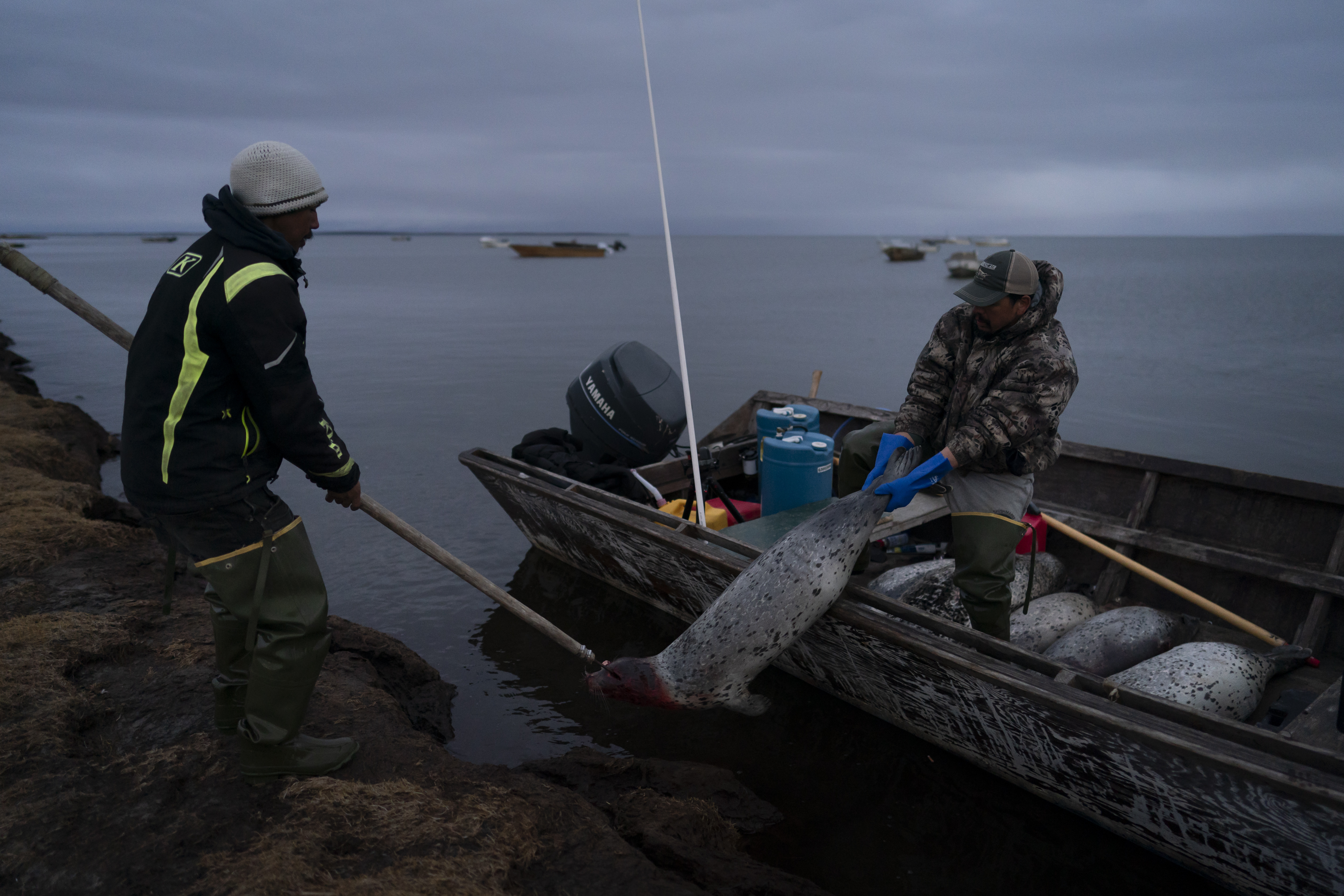  Thomas Pootoogooluk (t.v.) og Anthony har vært ute og skutt sel. Deres tradisjonelle livsstil nær polarsirkelen i Alaska er truet av klimaendringer, som blant annet fører til at den viktige sjøisen reduseres. Foto: Jae C. Hong / AP / NTB