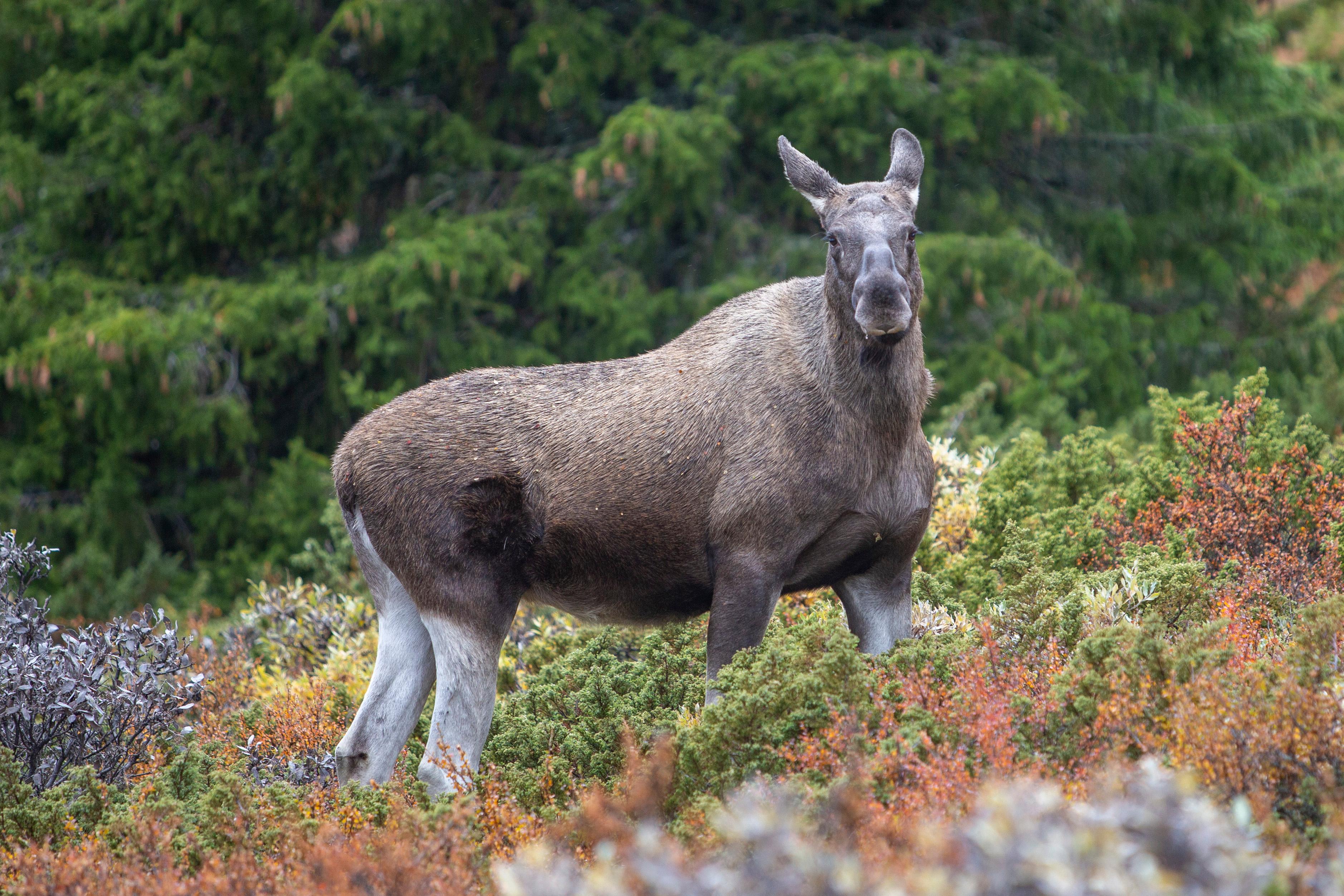 Vinstra 20190927. 
Elgku på beite i Gravdalen mellom Vinstra og Kvam i Gudbrandsdalen fredag, sikkert uvitende om at den fort kan ende blant de rundt 30000 dyrene som ventelig må bøte med livet i årets elgjakt, som startet for to dager siden.
Foto: Paul Kleiven / NTB