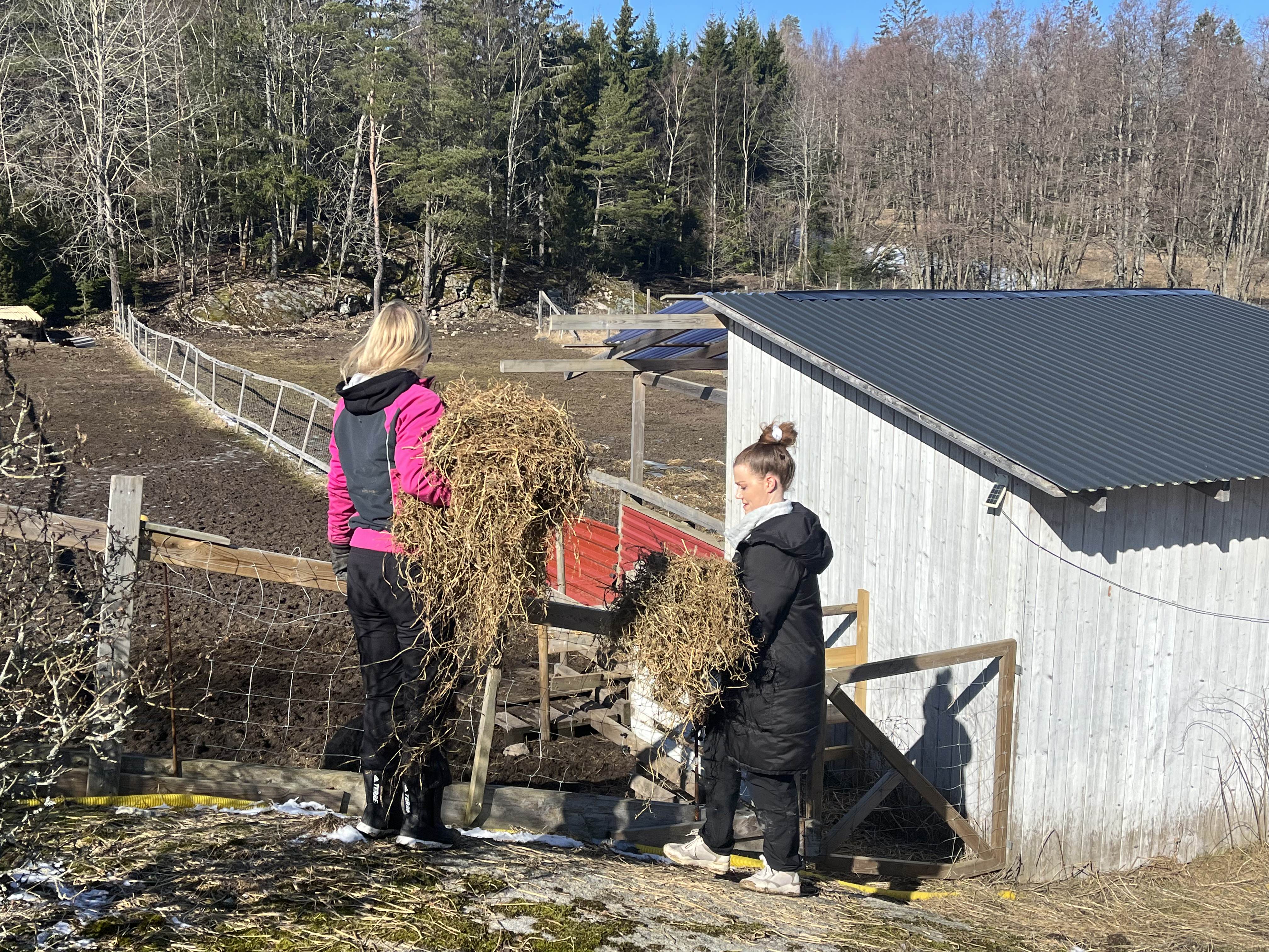 Anette Westgaard og Norun Haugen har gjort klar grovfôr, tørka gress, som skal gis til både kuer og griser denne formiddagen.