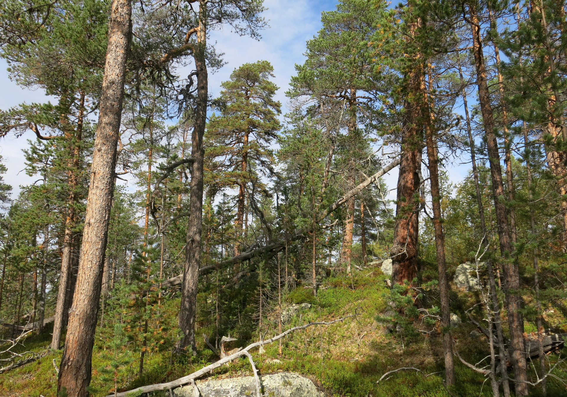 Ap styrker skogvernet med 70 millioner i sitt alternative budsjett. Bildet viser urskog utenfor Øvre Pasvik nasjonalpark. 