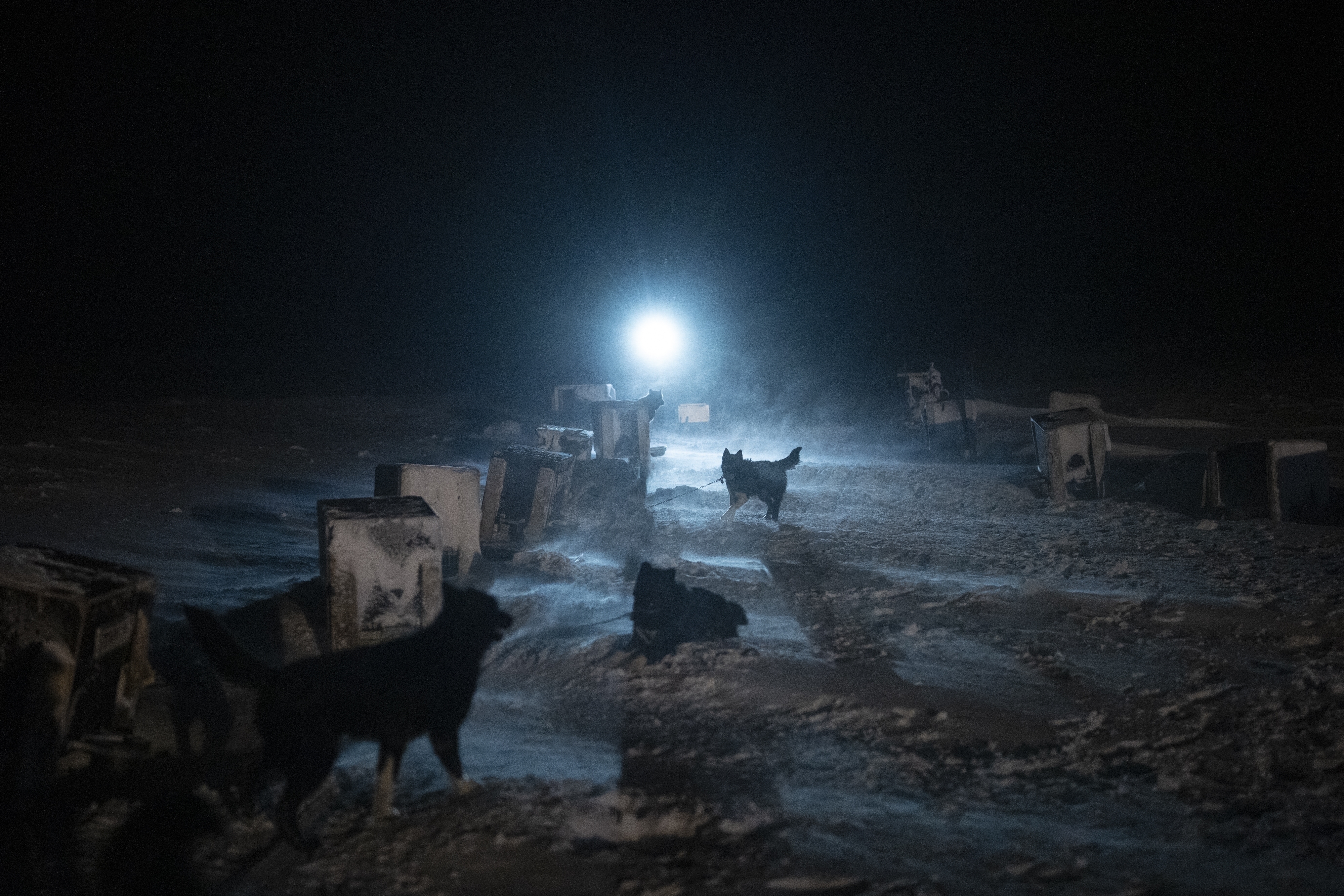 TRENING: En hundekjører returnerer til hundegården etter en treningstur med unghunder i Bolterdalen på Svalbard.