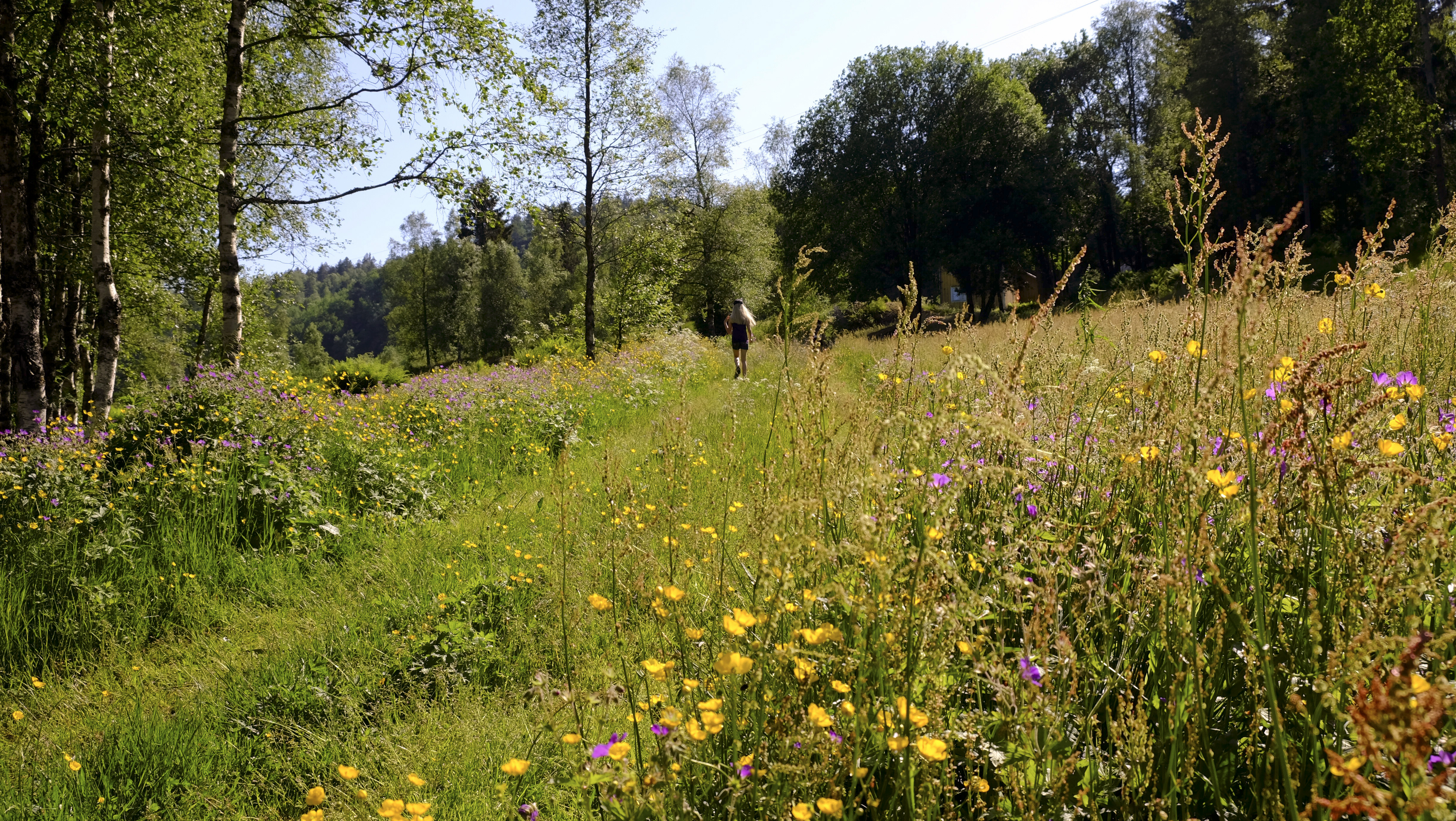 blomstereng