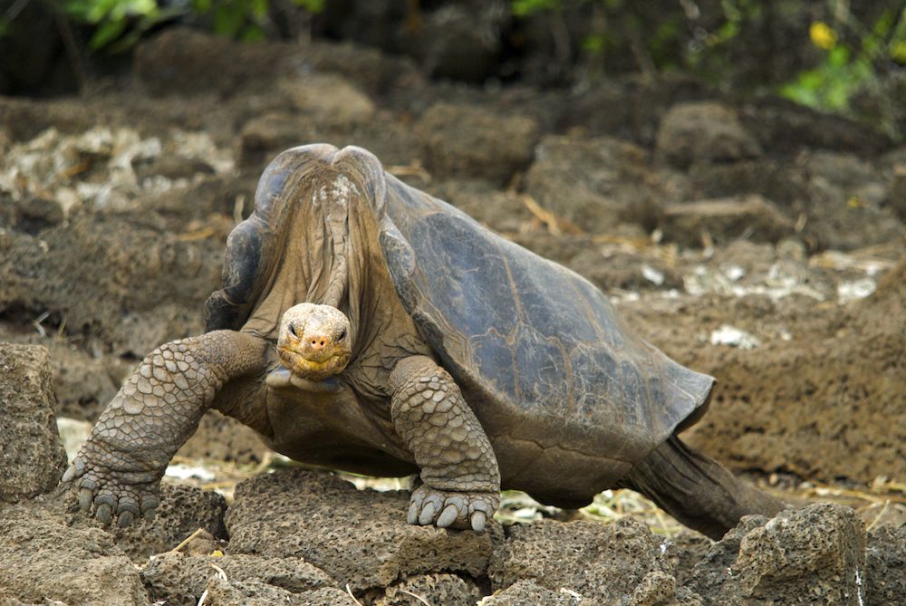Da kjempeskilpadden George ble funnet på en av Galapagosøyene i 1971 startet et intens arbeid med å finne en partner for å sikre arten. Arbeidet lyktes ikke. George døde som ungkar, over 100 år gammel, i 2012.