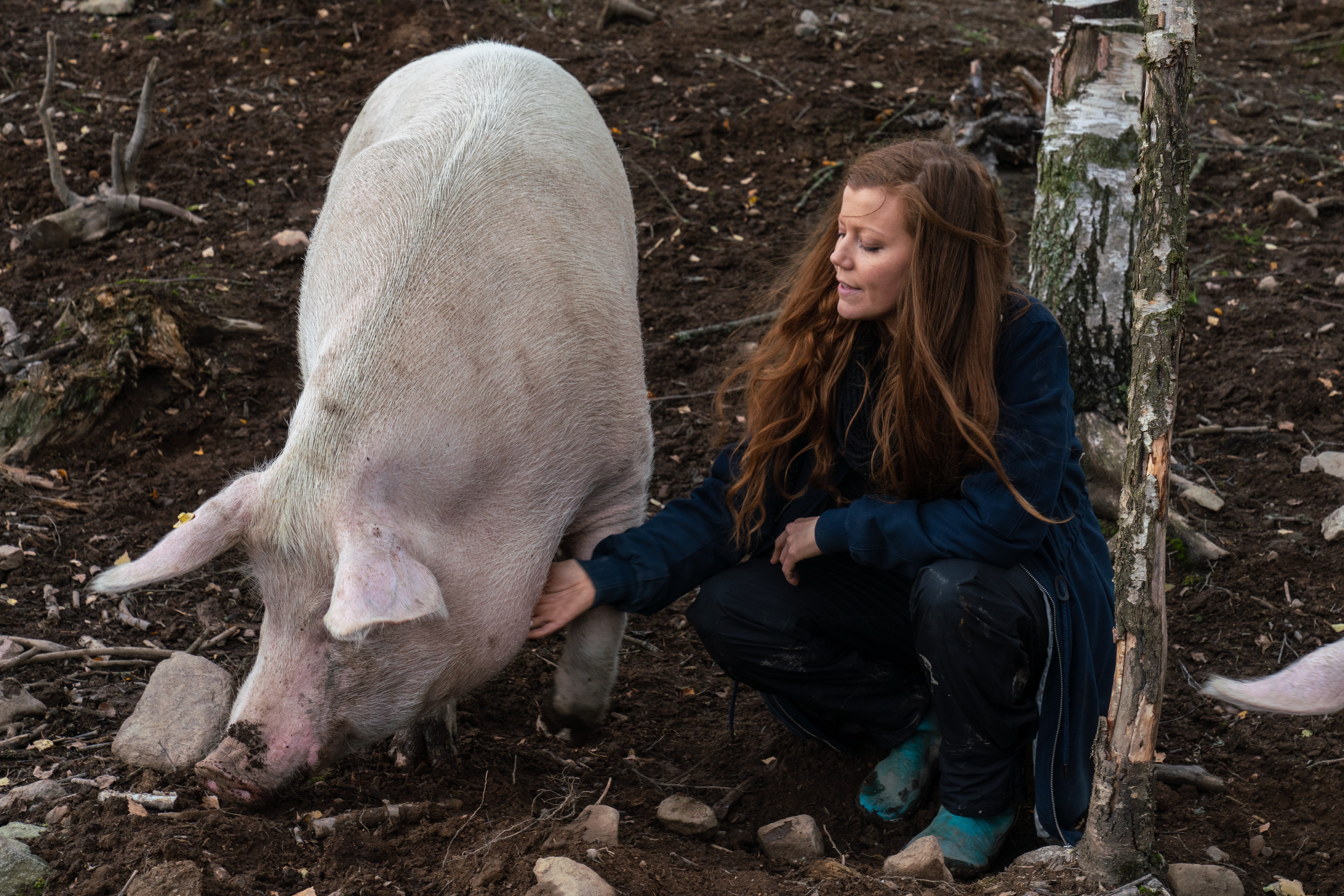 Norun Haugen gikk undercover i fem år og avdekket dyremishandling i flere norske grisefjøs.