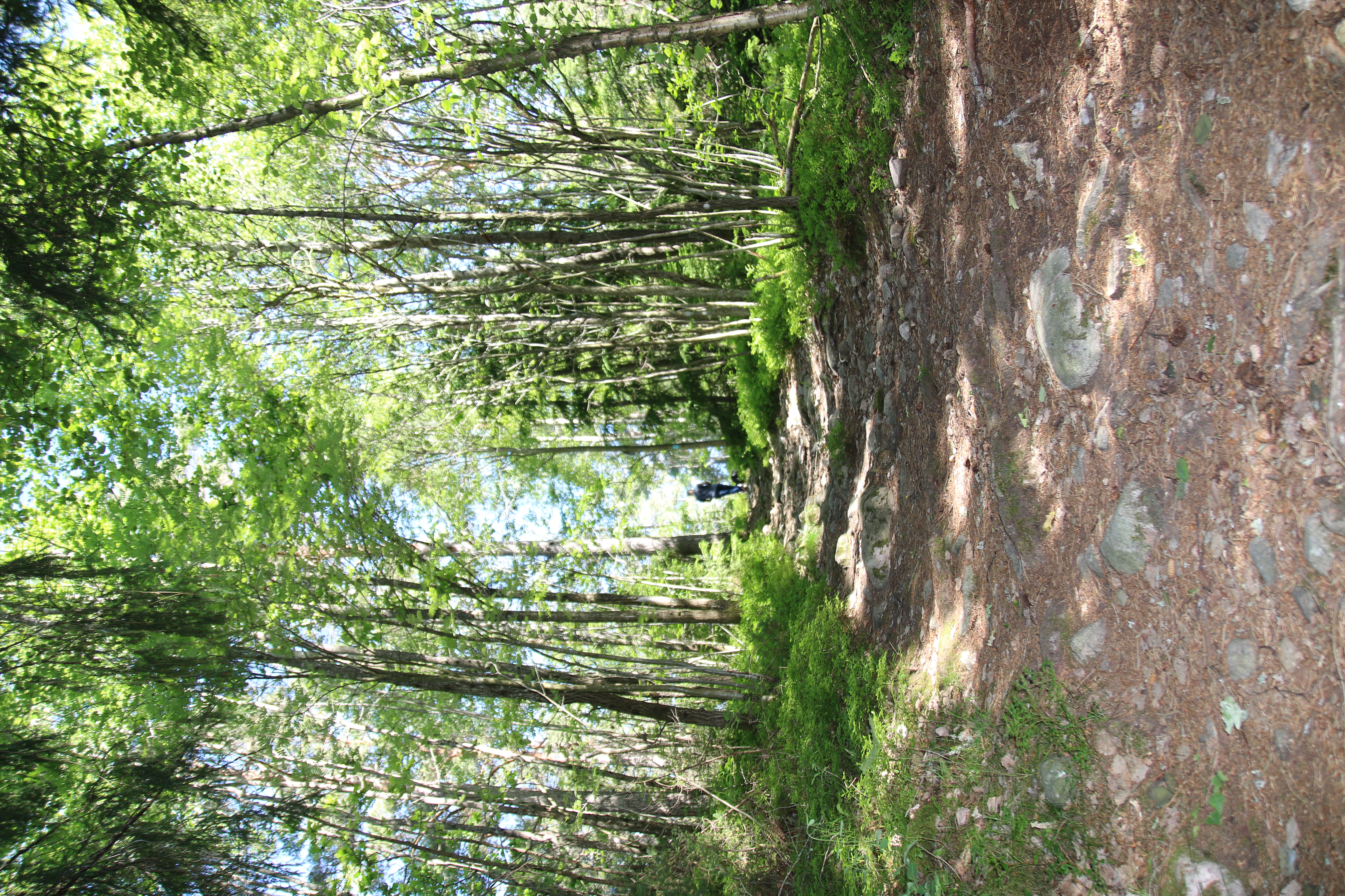 Grønn skog