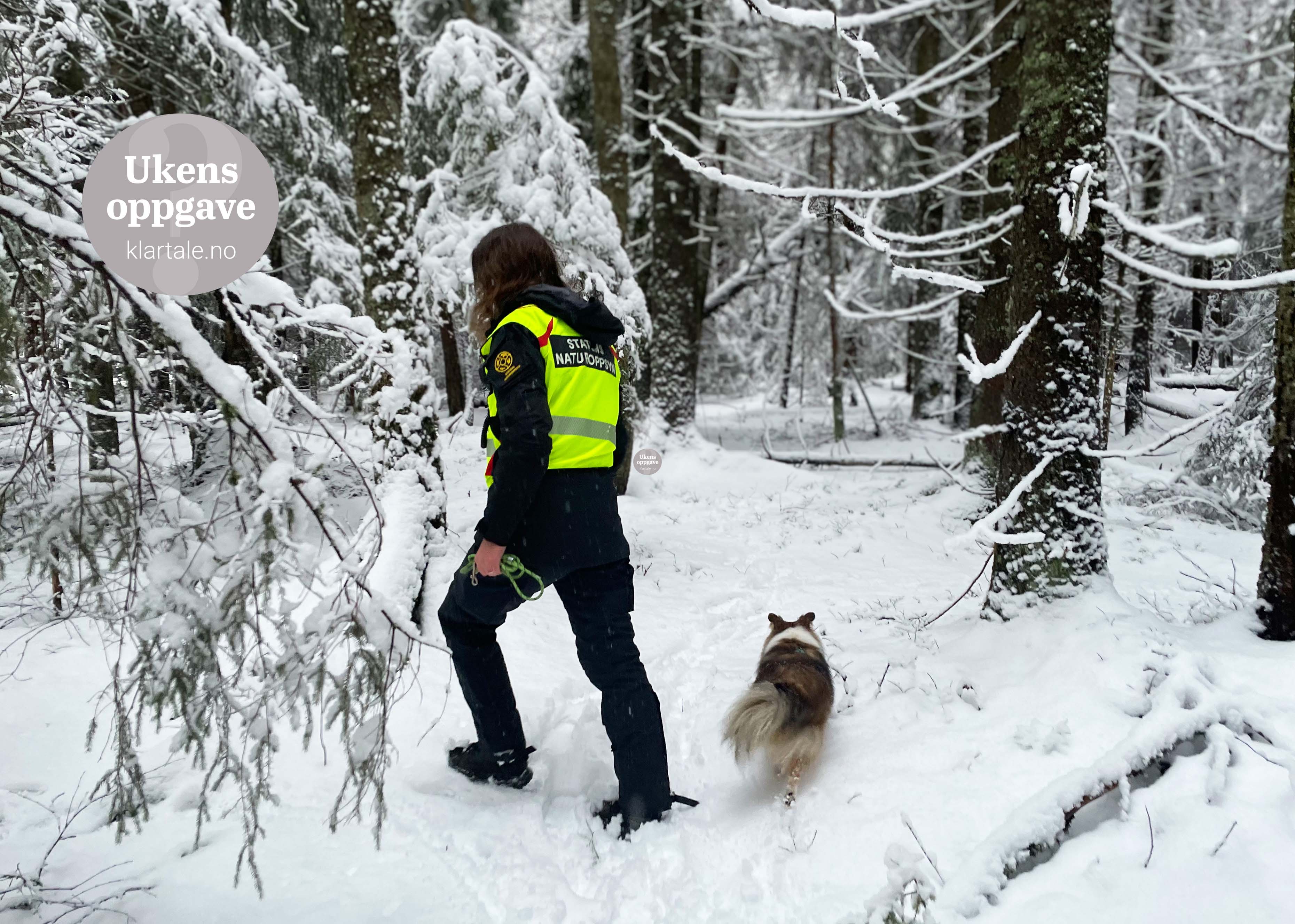 På leting etter ulven