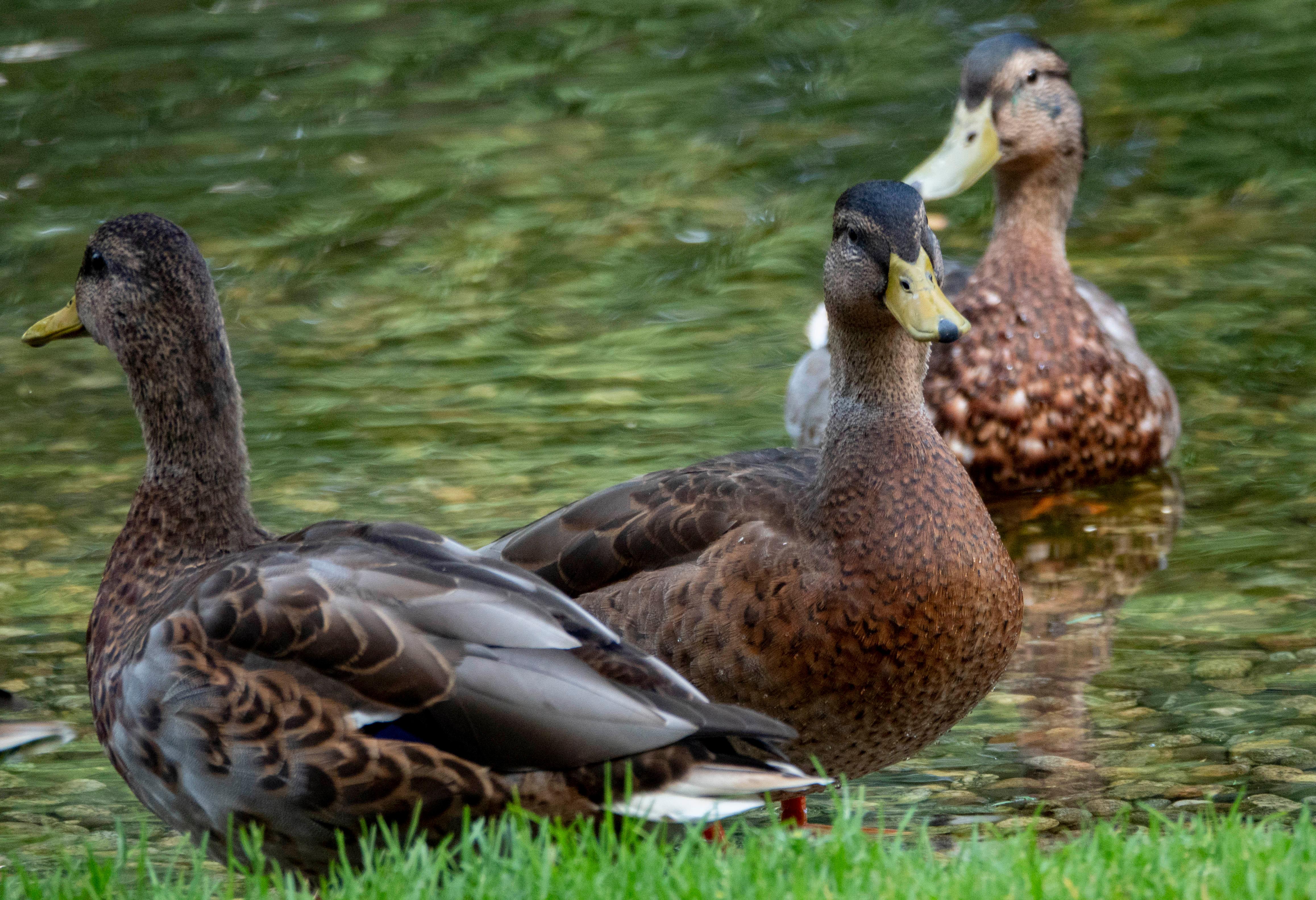 Oslo 20190715. 
Fugler and og ender i vannet ved gressplenen i Slottsparken i Oslo om sommeren.
Foto: Geir Olsen / NTB scanpix