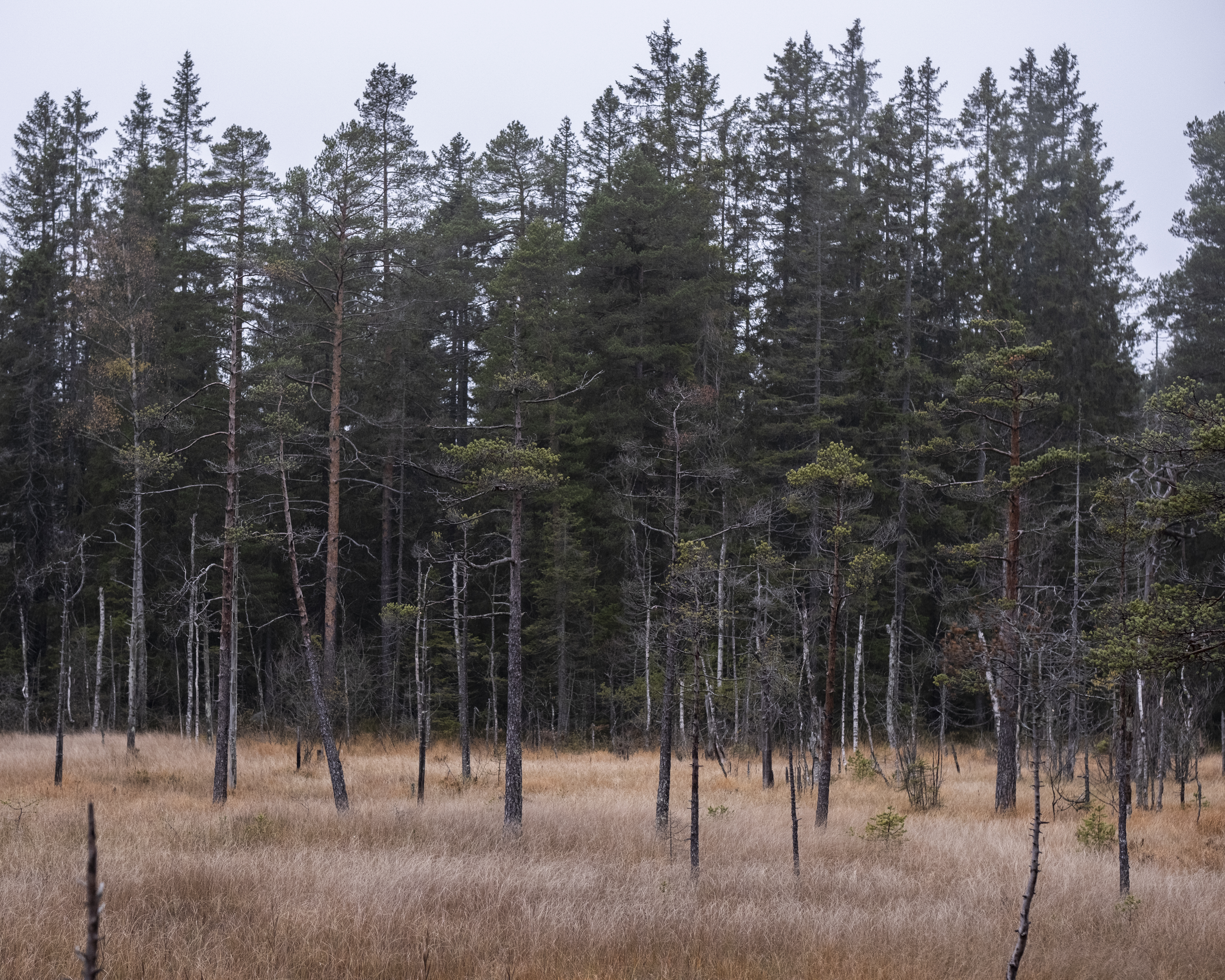 Restaurering av myr i Lillomarka.