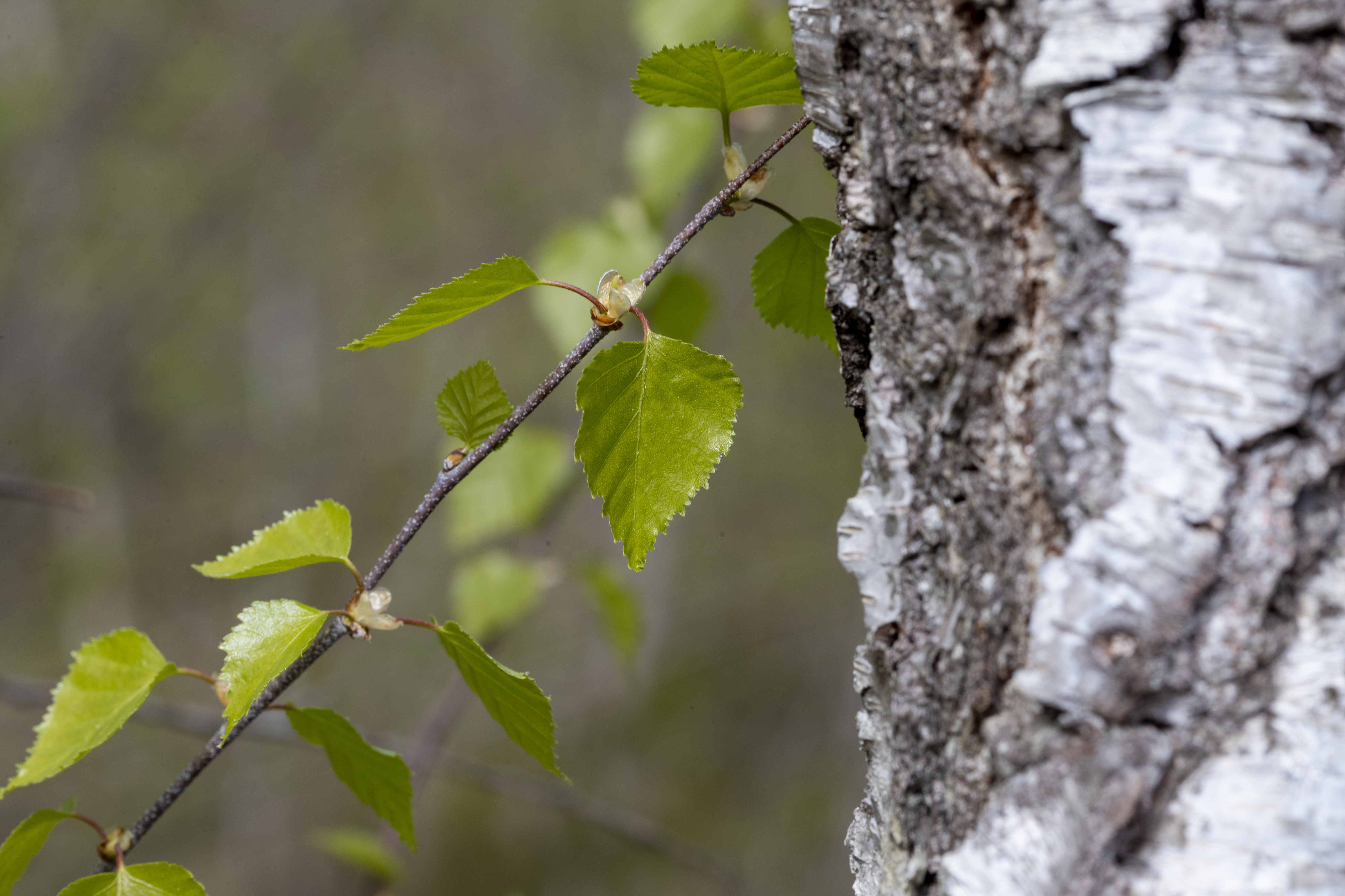 Flere bruker medisin mot allergi enn før