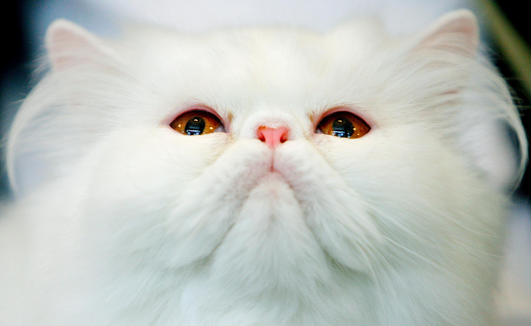 
A Persian cat stares at a judge, during an international cat beauty contest, in Bucharest, Romania, Saturday, Sept. 27, 2008. (AP Photo/Vadim Ghirda)