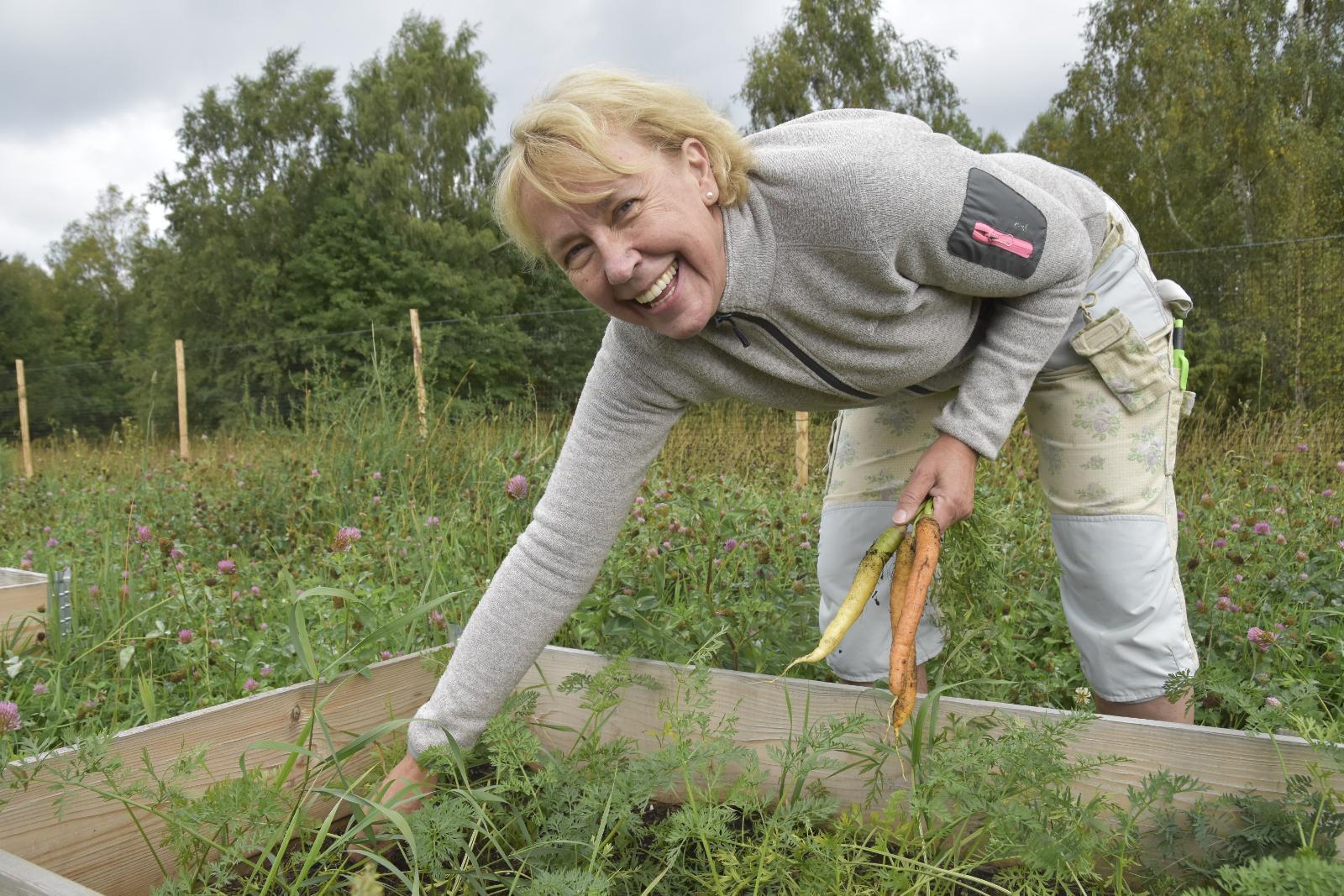 Provar sig fram. I odlingsbäddarna växer flera olika sorters morötter och potatisar. ”Trial and error” för att hitta rätt sort är Gunillas metodik.