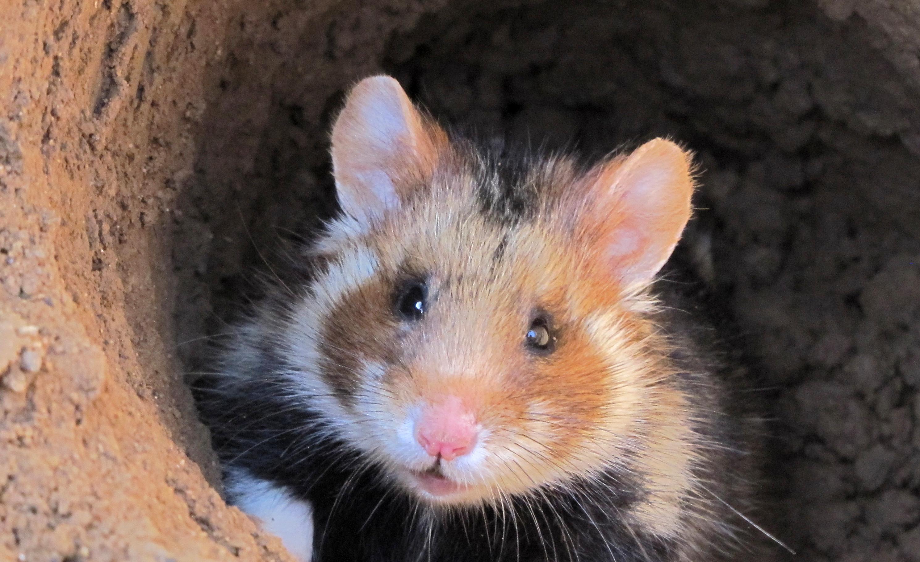 In this undated handout photo provided by the International Union for the Conservative Nature, a European Hamster looks out of a hole. The International Union for the Conservative Nature, has updated its red list of threatened species. The European Hamster (Cricetus cricetus), once abundant across Europe and Russia, has suffered severe populations declines across its entire range and is now listed as Critically Endangered on the IUCN Red List. (Mathilde Tissier/IUCN via AP)