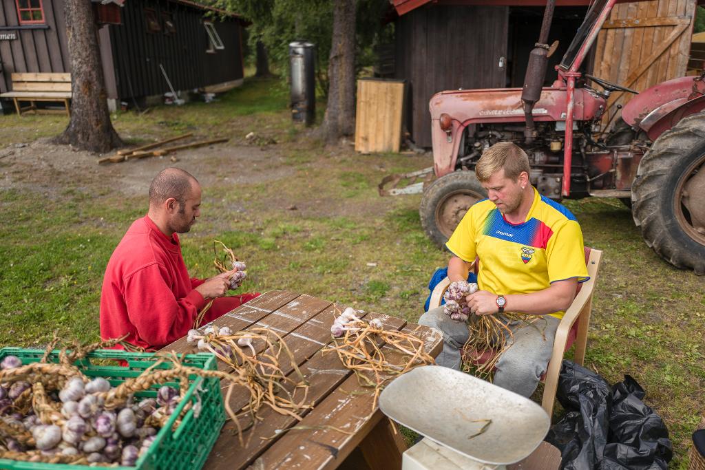 Rafael Barros da Silva Matos og Steinar Holshagen Bjørnestad fletter hvitløk som skal selges på markedet i Fagernes. Fangene er aktive 