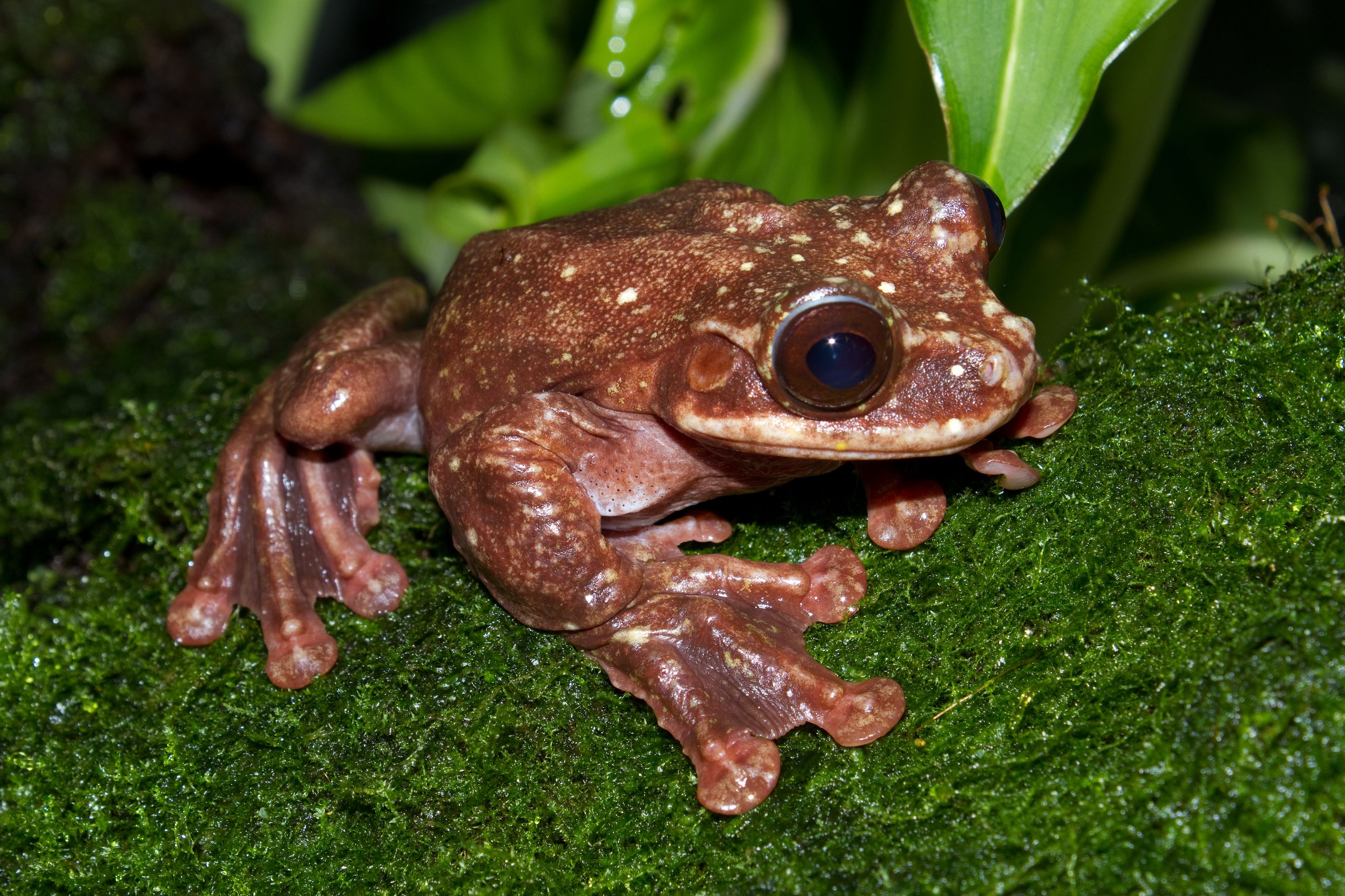 Den lille løvfrosken ble oppdaget ved en tilfeldighet i Panama i 2005. Han døde i 2016, 14 år gammel. Man tror at hele arten ble utryddet av en sopp knyttet til menneskapte klimaendringer.