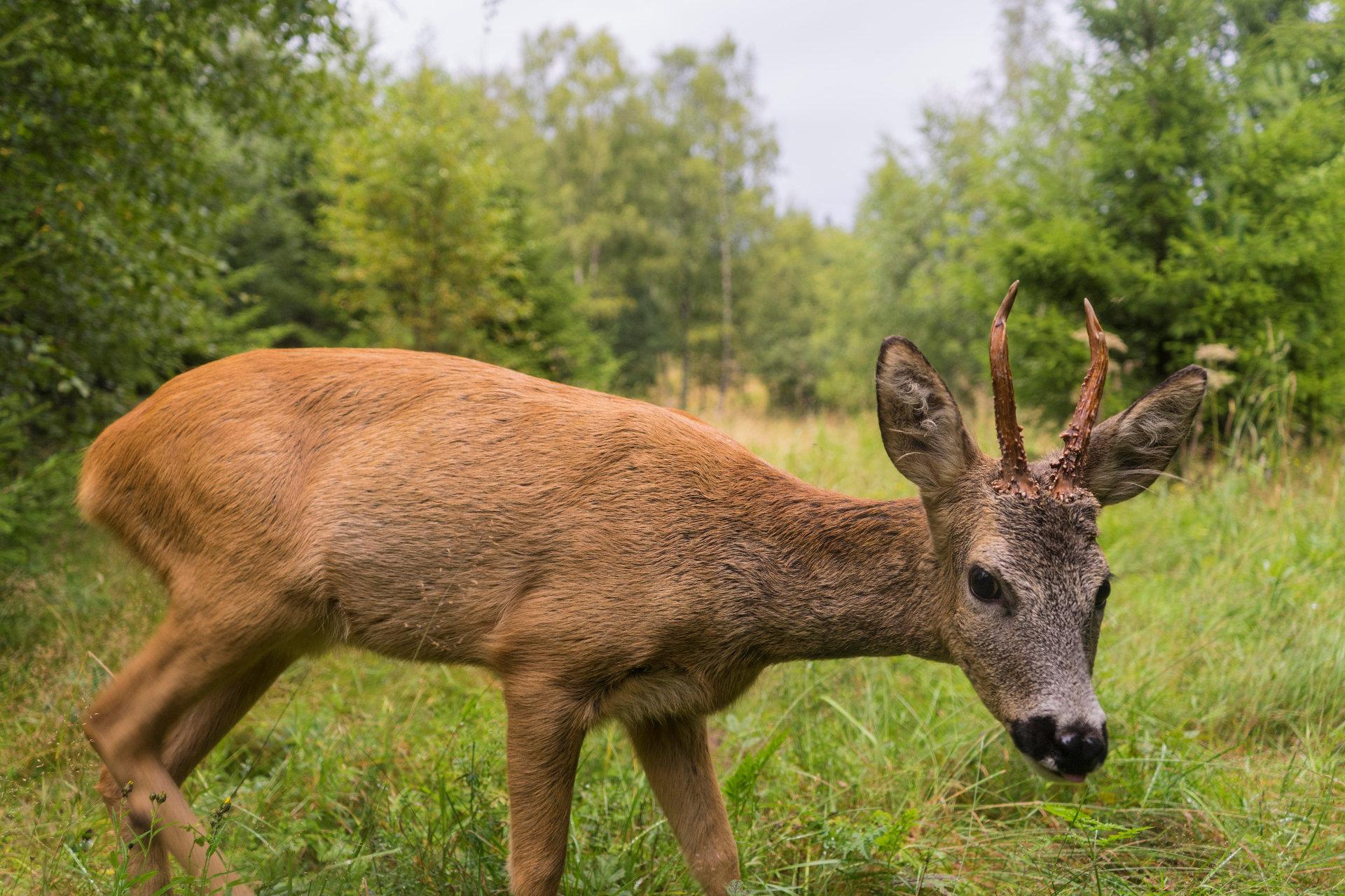 Det gikk også med 29.520 rådyr i løpet av seneste jaktsesong. FOTO: PÅL HERMANSEN