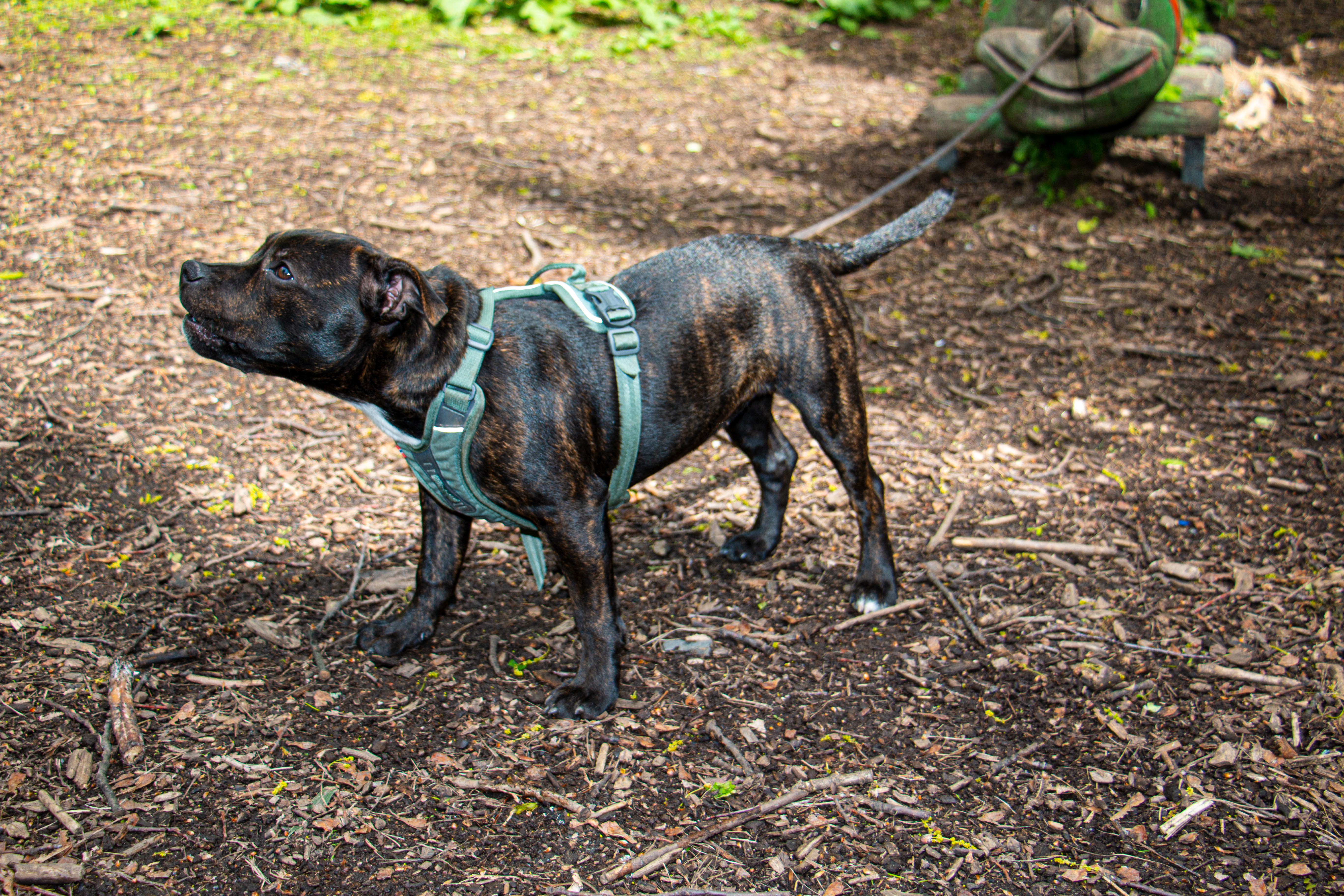 Hunden Mila står på en jordflekk og ser opp mot himmelen.