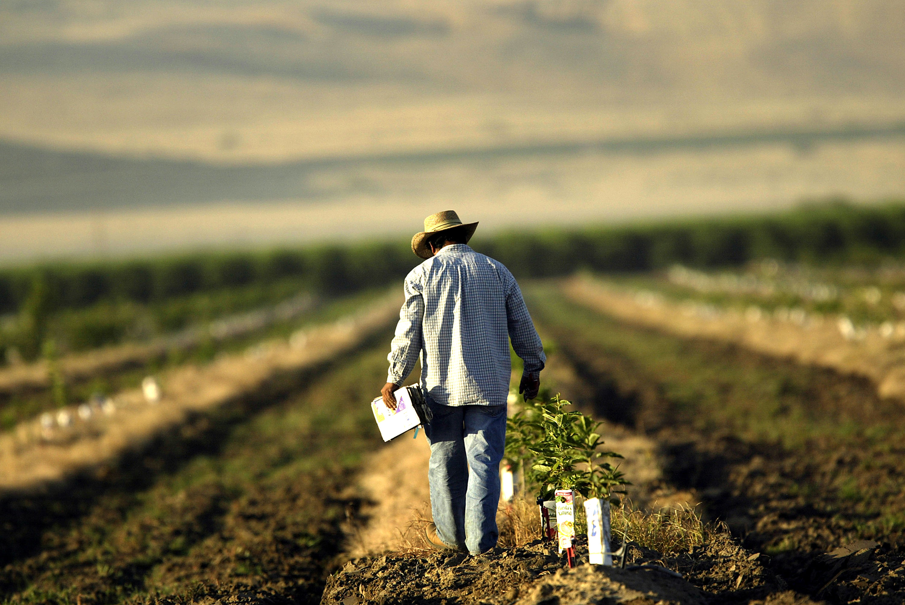 La gente que alimenta a Estados Unidos está pasando hambre | América Futura | EL PAÍS América