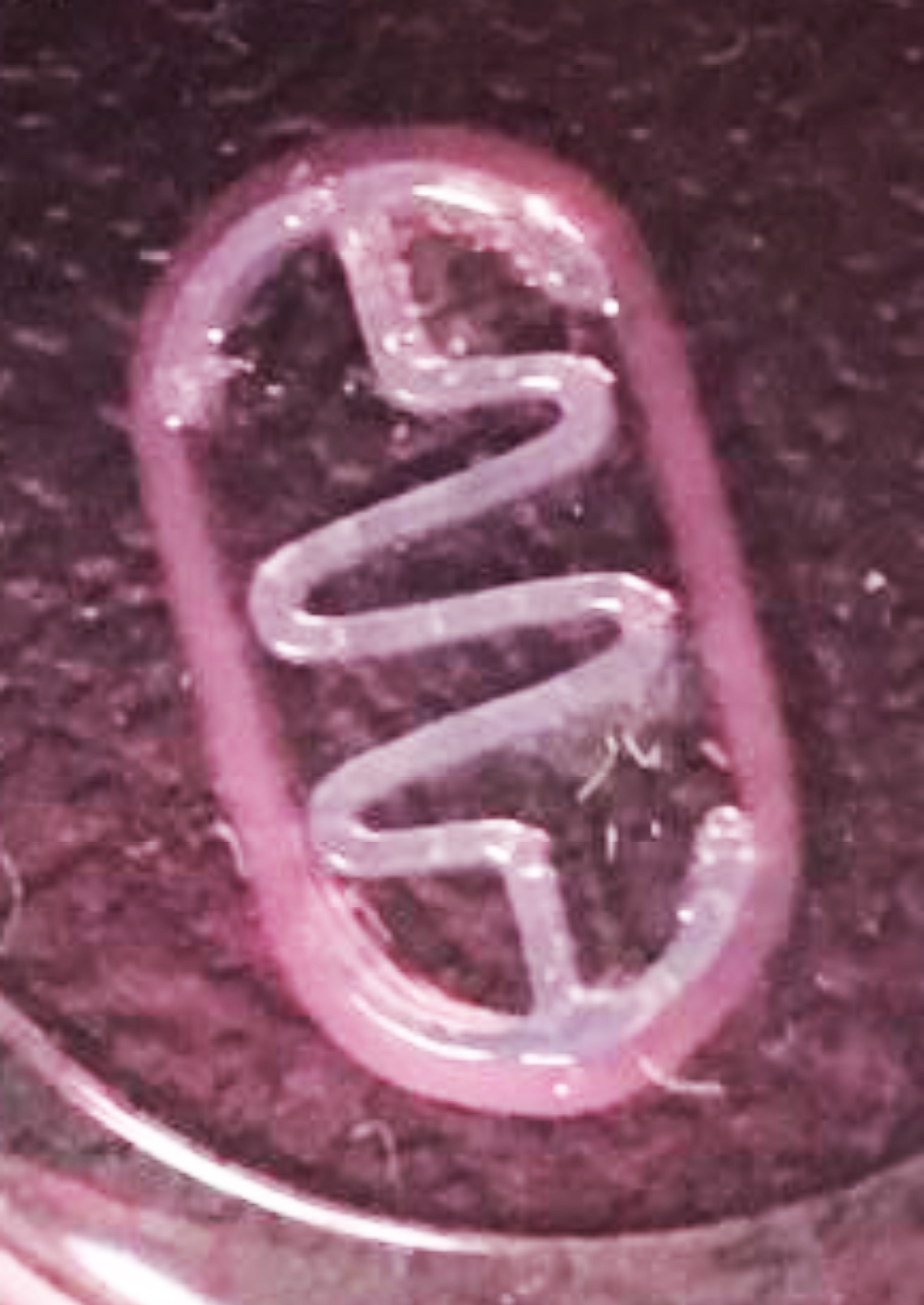 Foto de un biobot desarrollado por el IBEC catalán, en la que se aprecia la estructura plástica.
