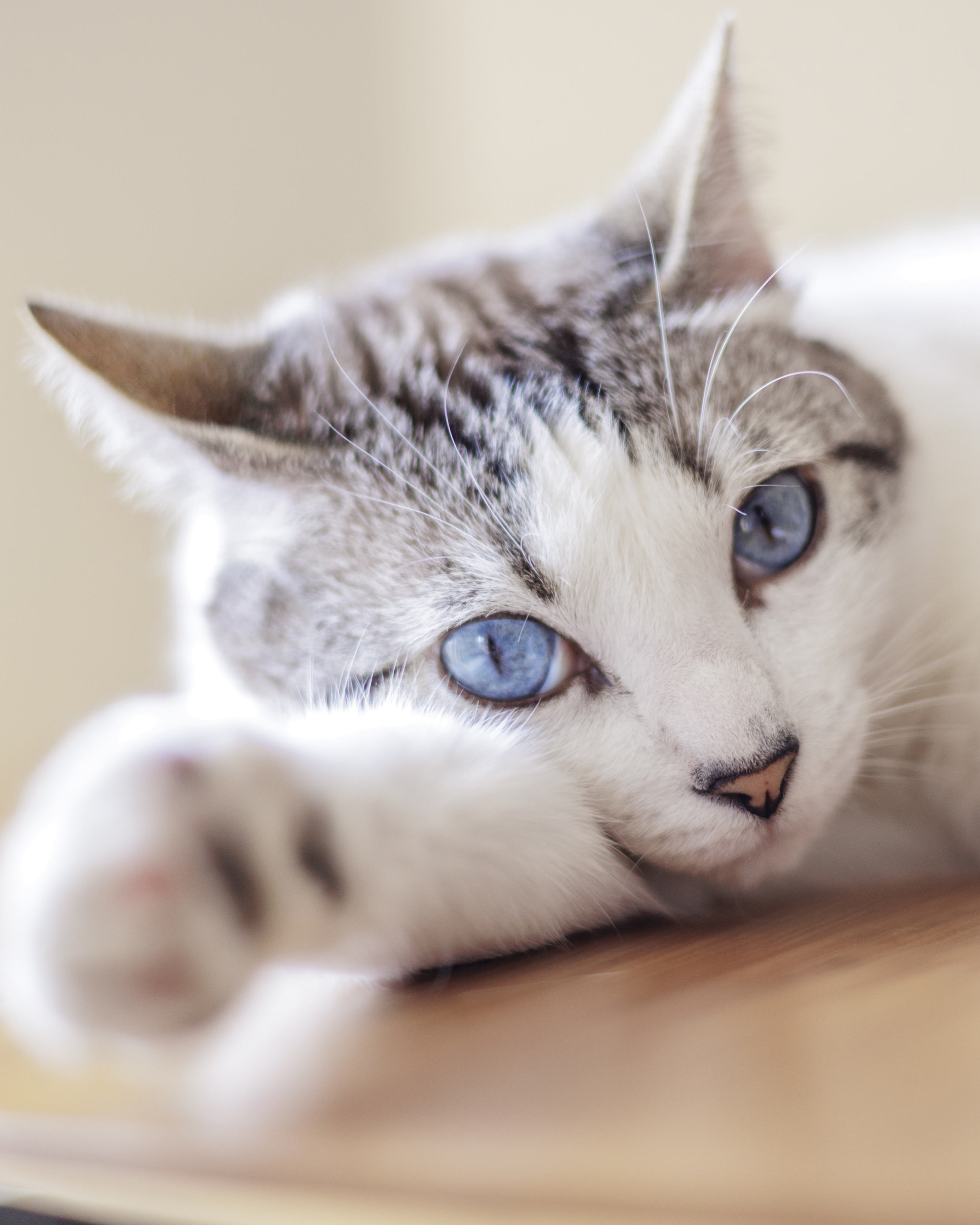 Why Cat Walk Backwards Health 2019: Uncover Surprising Facts