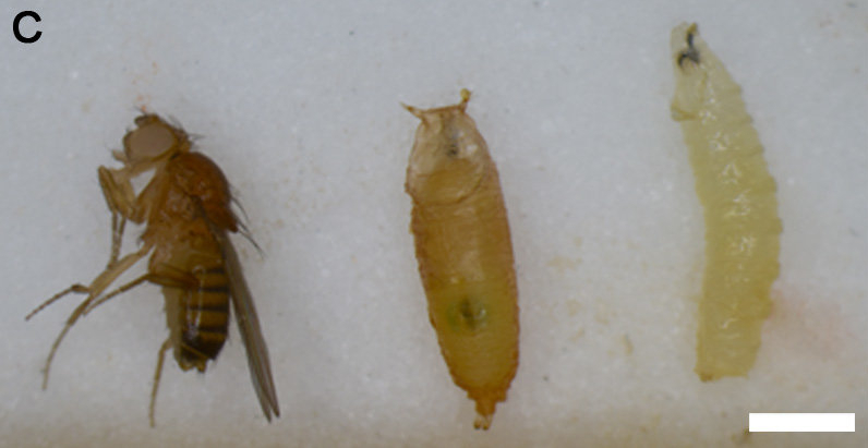 Un adulto de mosca de la fruta, una pupa y una larva del mismo insecto.