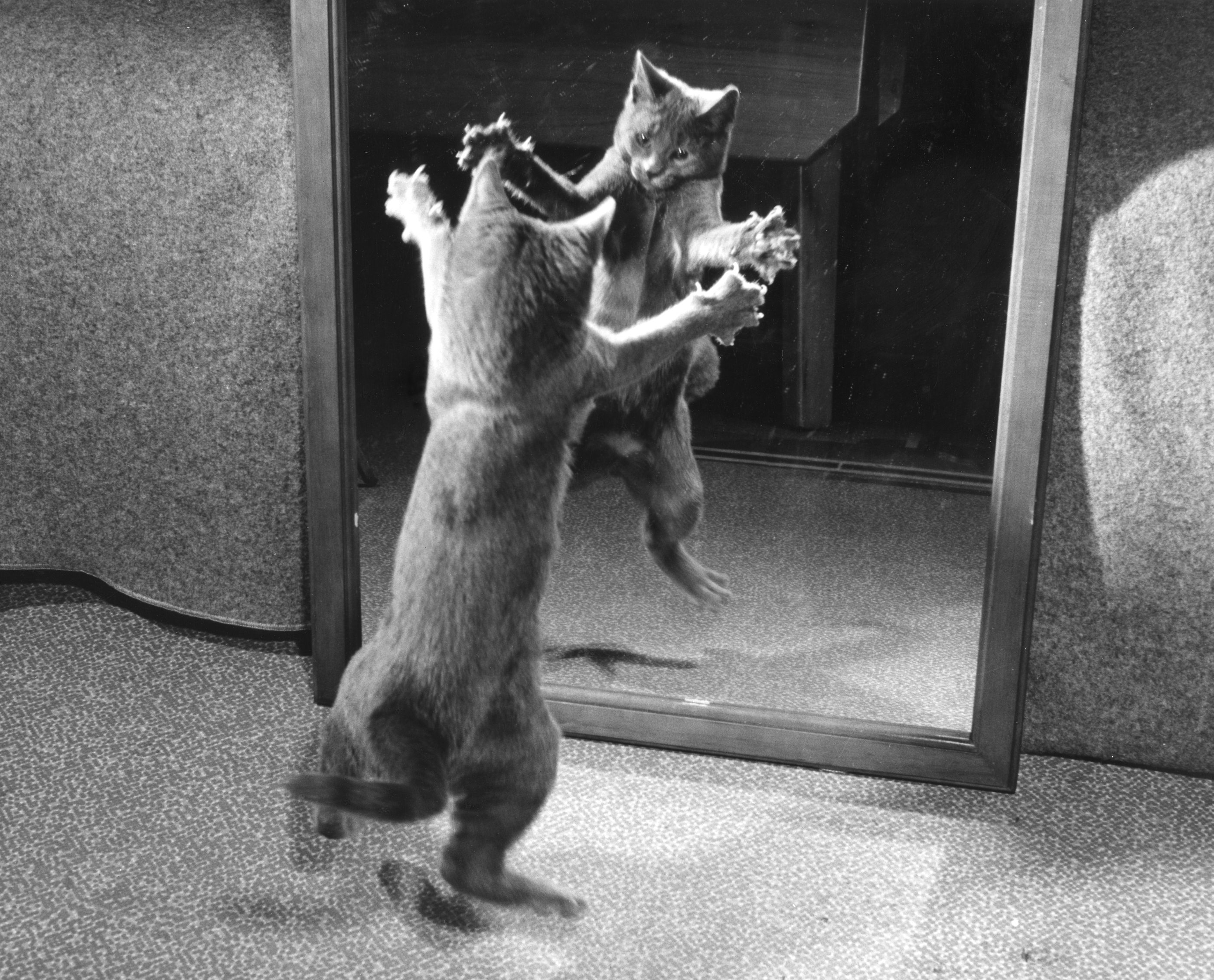 El poder del gato | EL PAÍS Semanal | EL PAÍS, image size:2800x2260