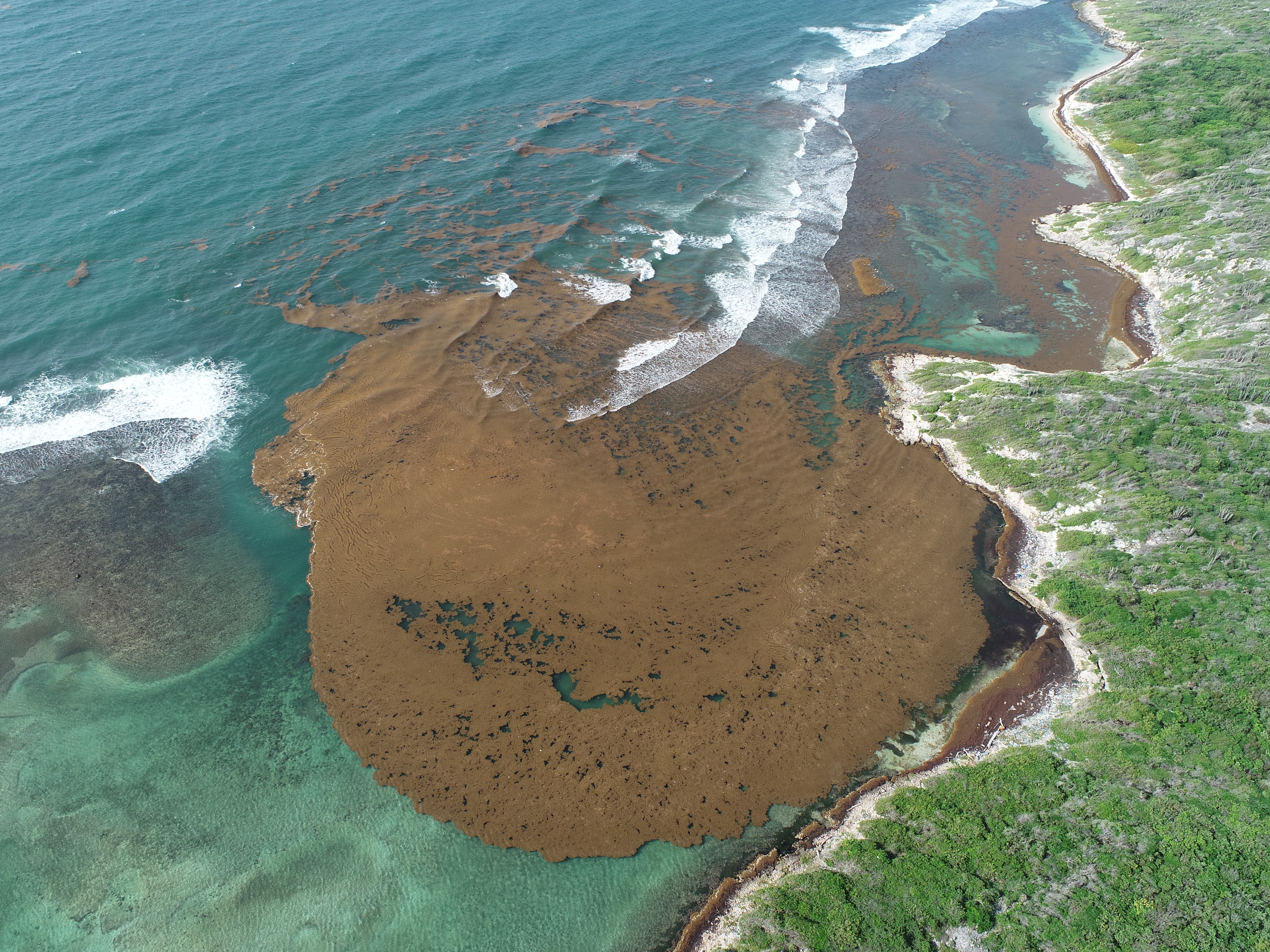 Playas Del Caribe Sin Algas En Quintana Roo El Sargazo Se Aleja De Sus