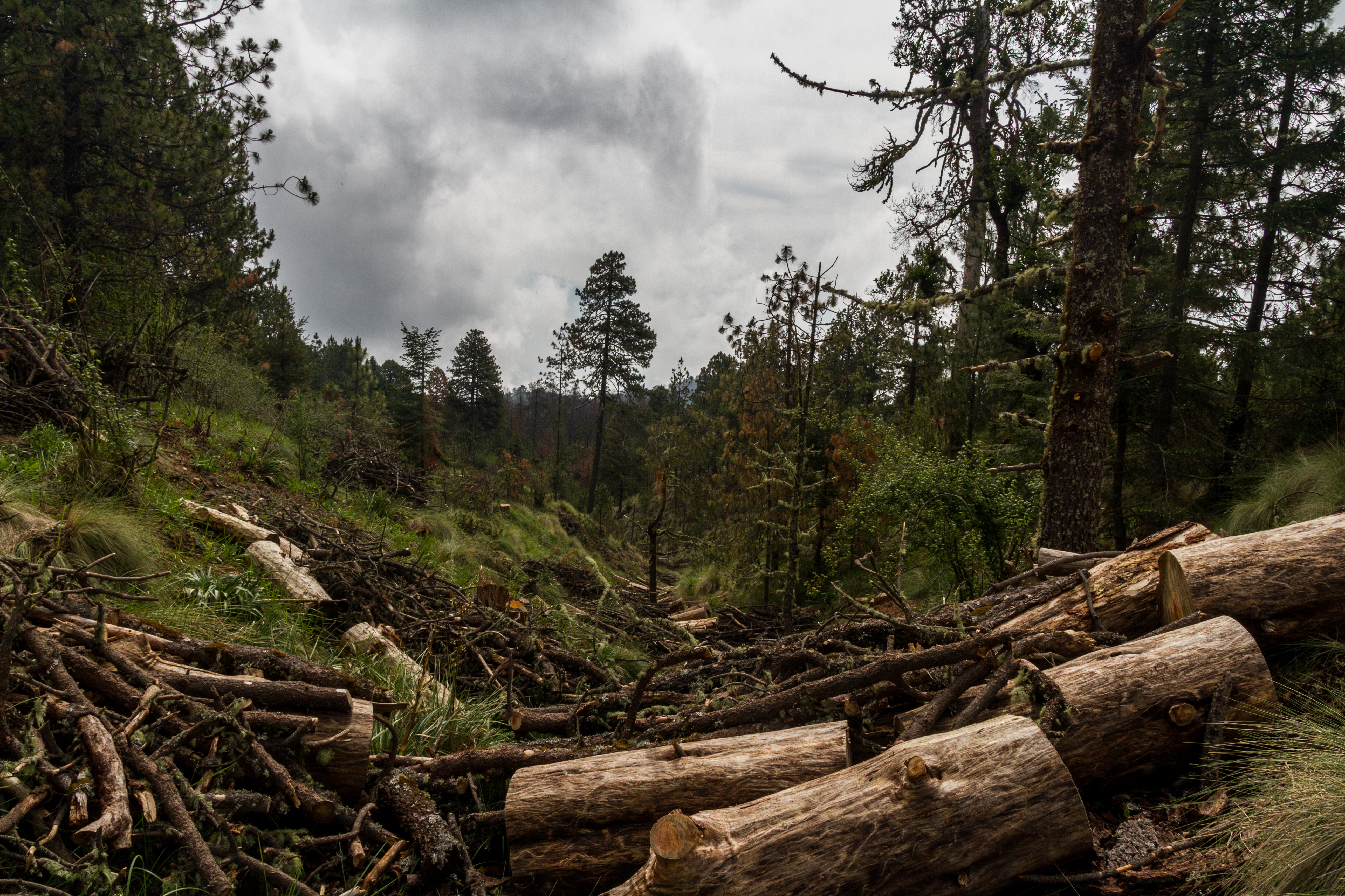 Slain Environmentalists International Agreement Enters Into Force To End Killings Of Environmental Leaders In Latin America Usa El Pais In English