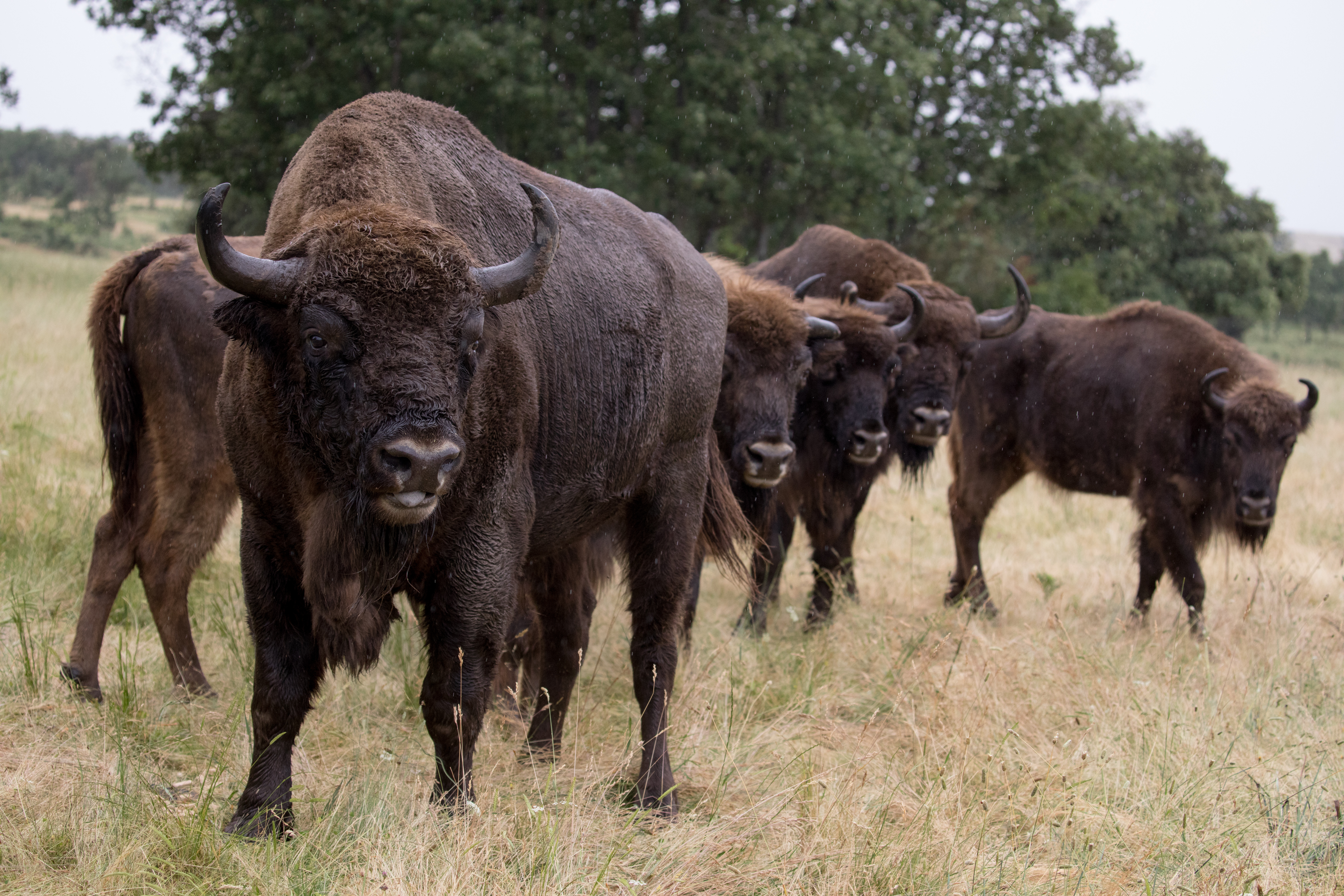 Bison in Spain: the risks of introducing an 'exotic' species | Science &  Tech | EL PAÍS English Edition