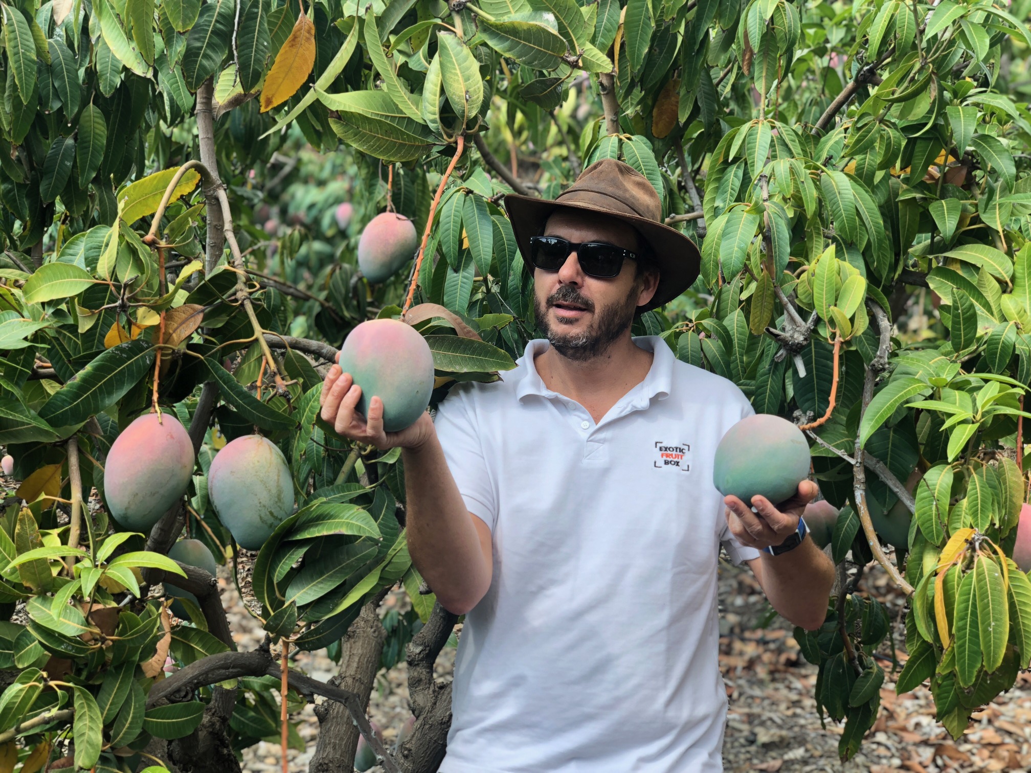 Mango: la fruta tropical que supera su récord en España | Gastronomía:  recetas, restaurantes y bebidas | EL PAÍS, image size:2016x1512