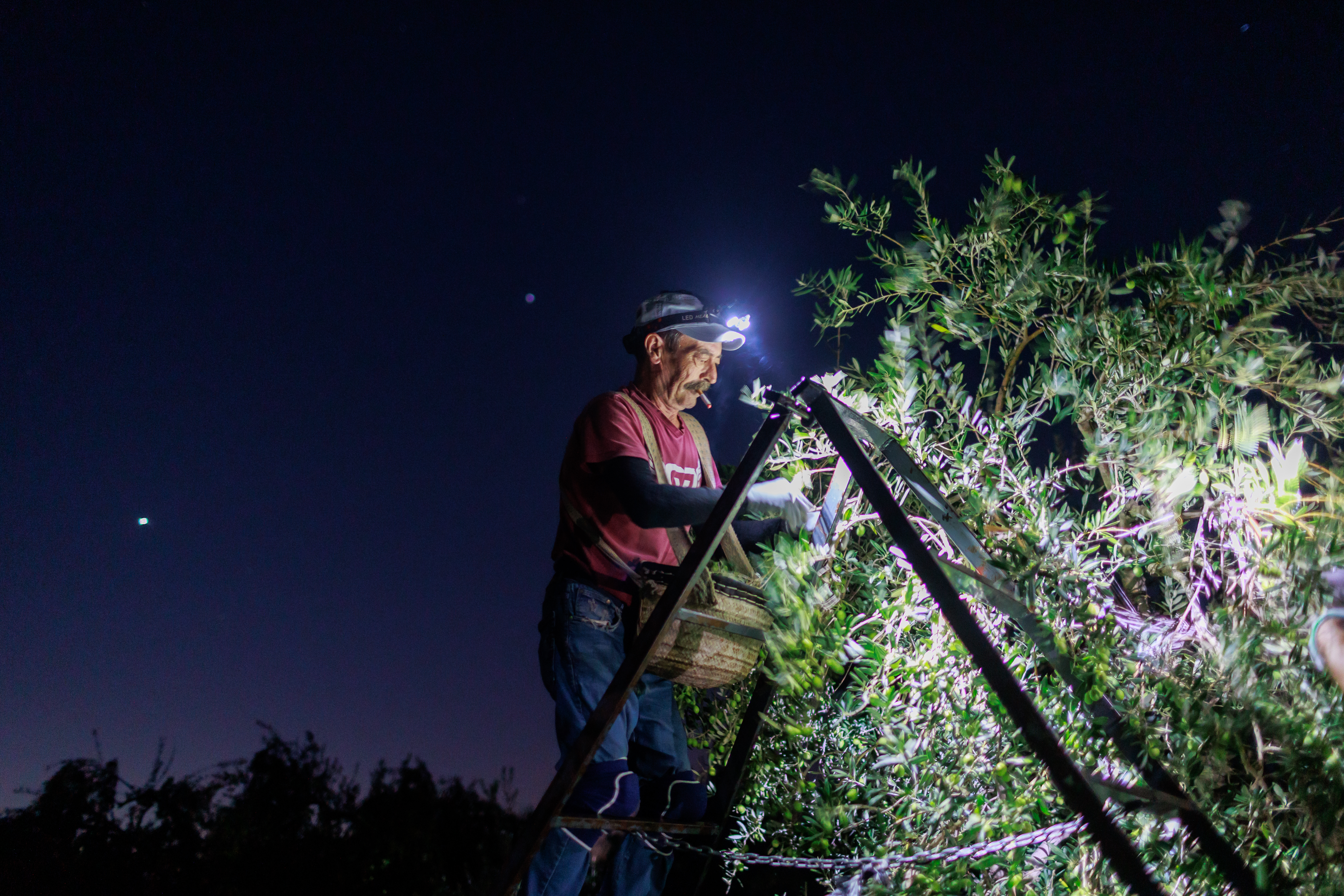 Juan Luna, jornalero de Puerto Serrano, recoge la aceituna por la noche en la finca Santa Magdalena, en Morón de la Frontera, Sevilla.