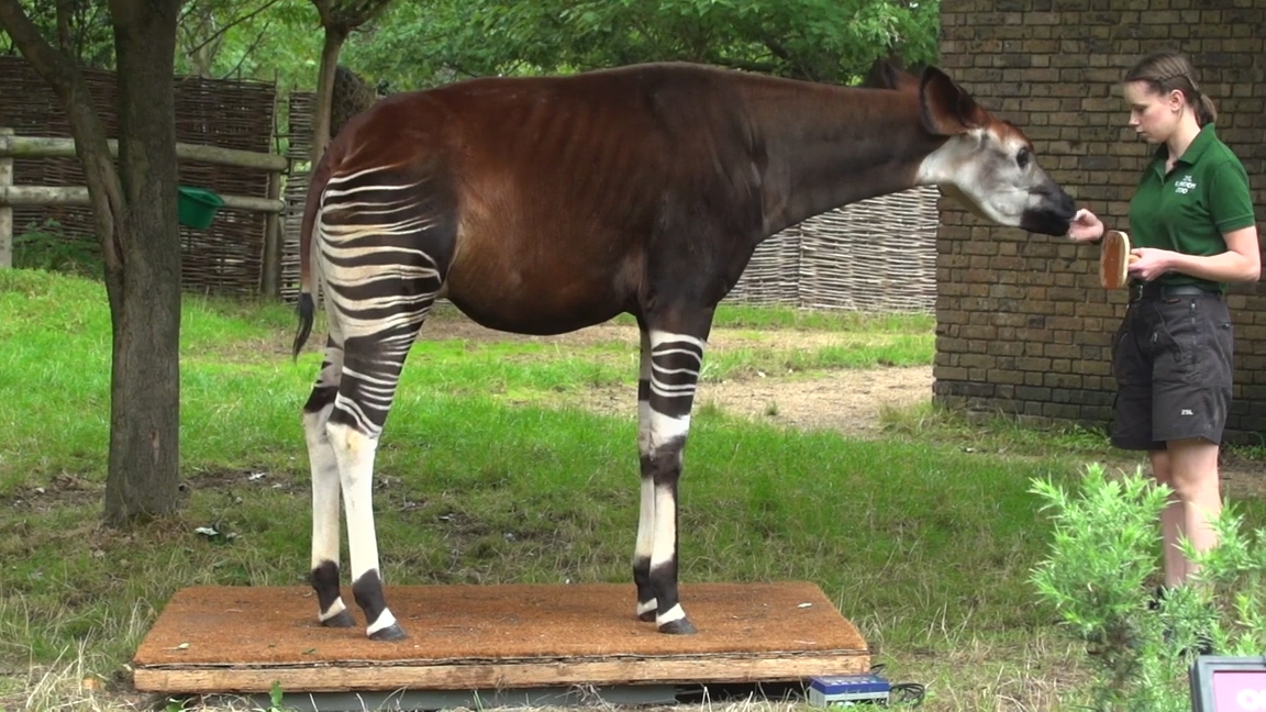 El raro nacimiento de un okapi en extinción en el Zoo de Londres | Vídeos |  EL PAÍS