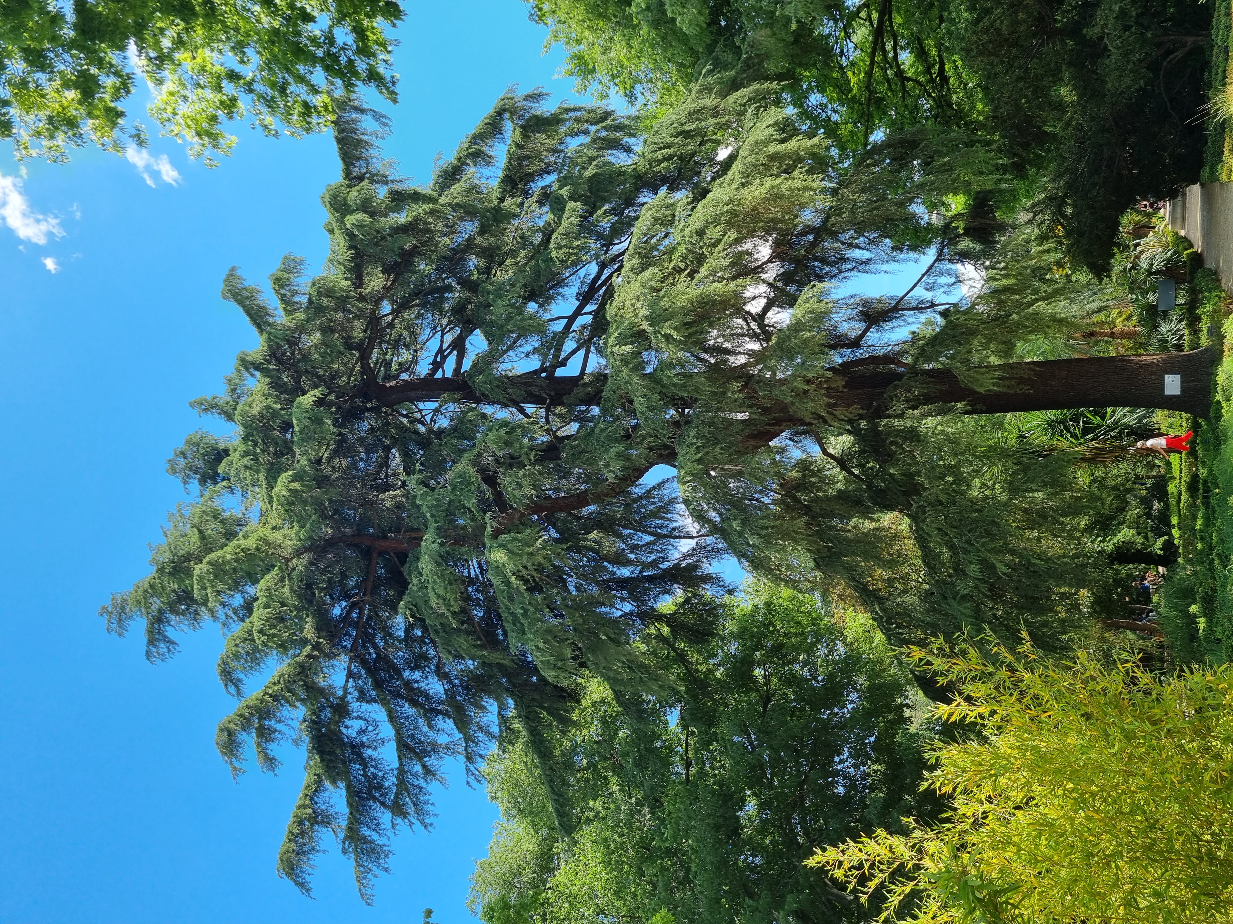 Así se puede identificar el cedro, los gigantes y aromáticos árboles  venerados desde la antigüedad | Estilo de vida | EL PAÍS, image size:3024x4032
