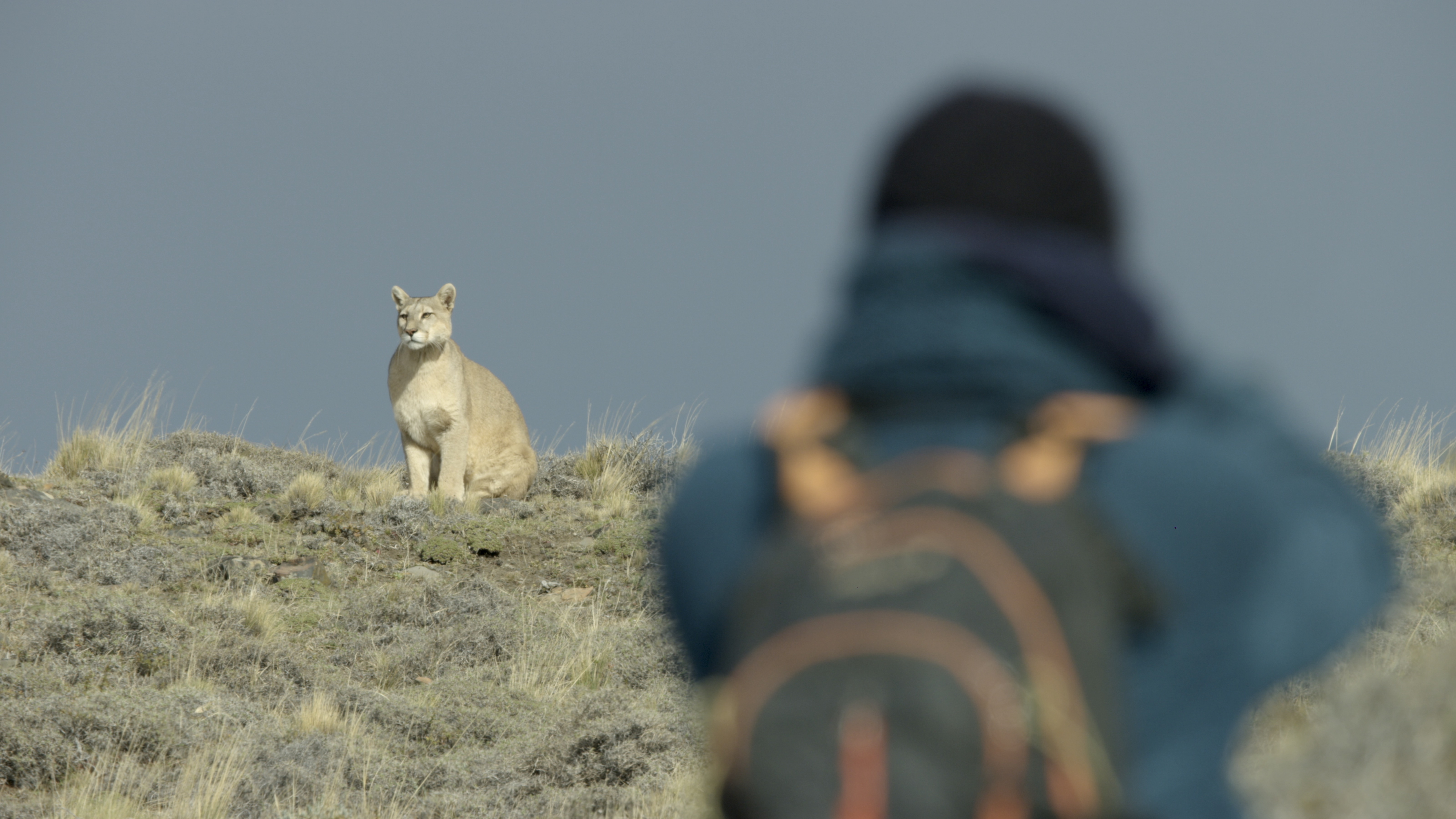 La vida secreta de los pumas el primer vuelo de un así se grabó el documental narrado por Obama en la Patagonia | Cultura | EL PAÍS