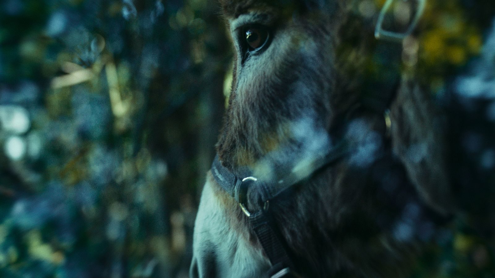 Imagen de 'EO', de Jerzy Skolimowski.