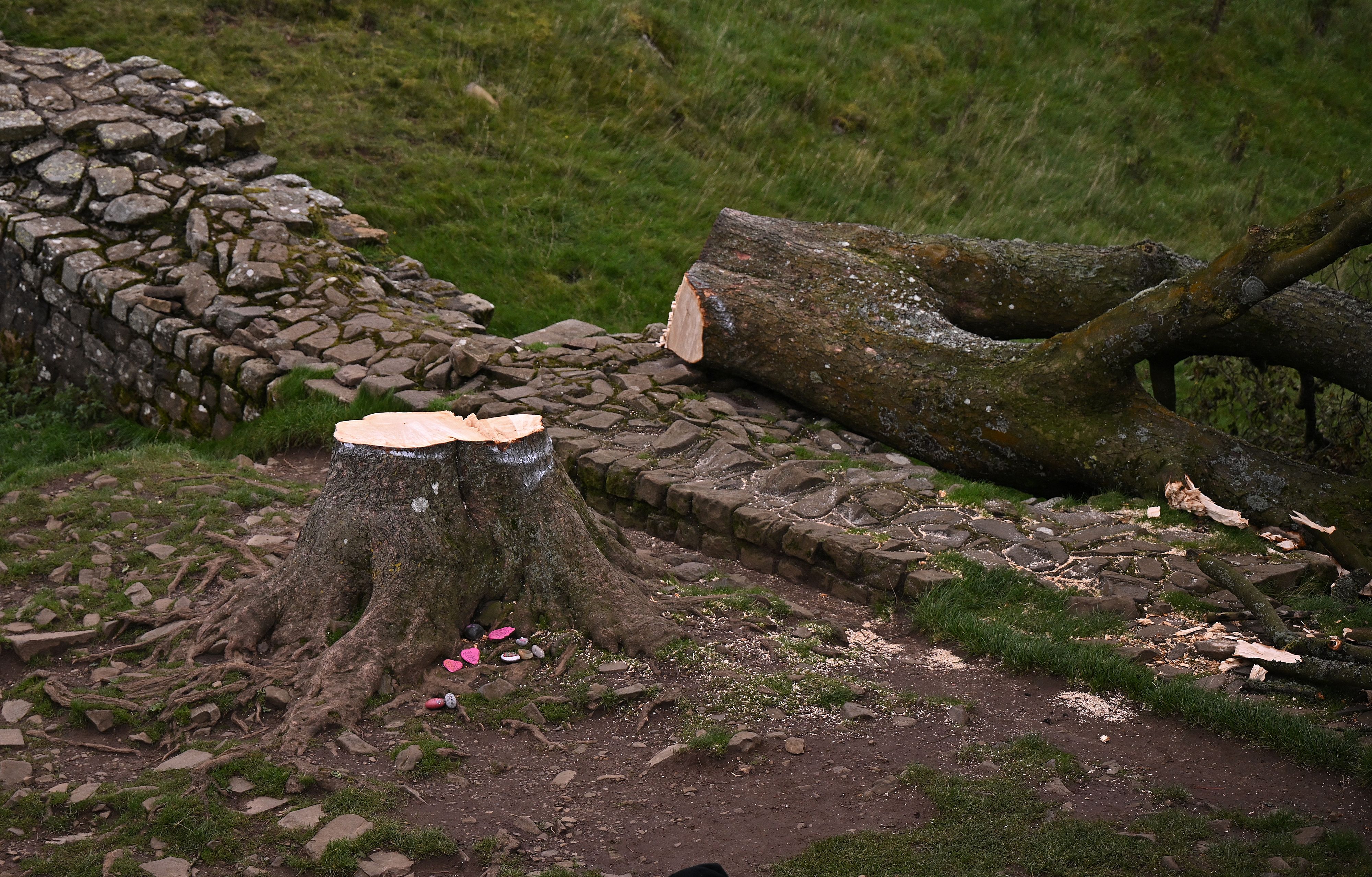 La policía inglesa arresta a dos hombres más por la tala del icónico árbol ‘Sycamore Gap’