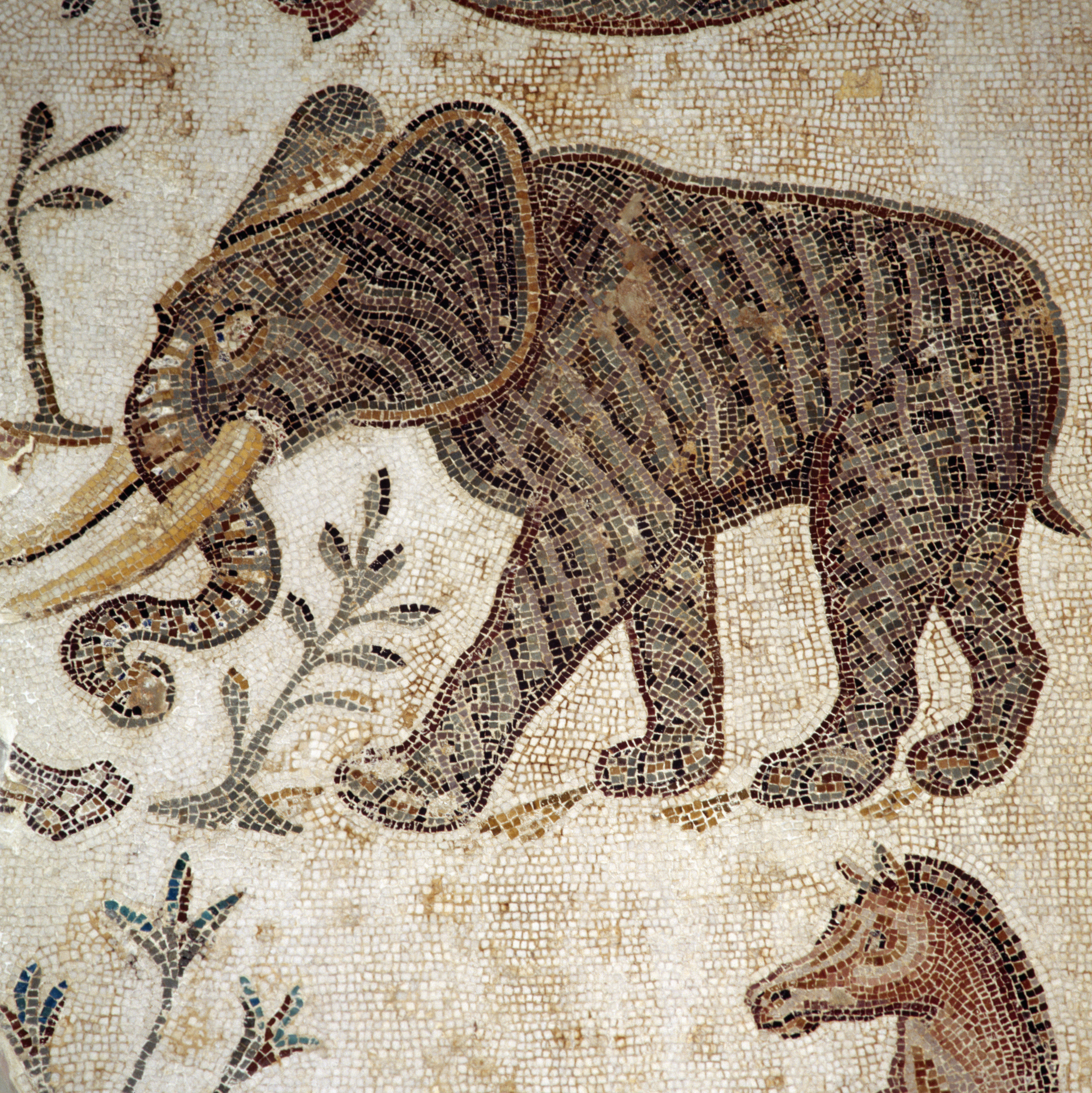 Hallado en Córdoba un hueso de elefante de batalla de hace dos mil años: los expertos investigan si luchó con Aníbal o con Julio César