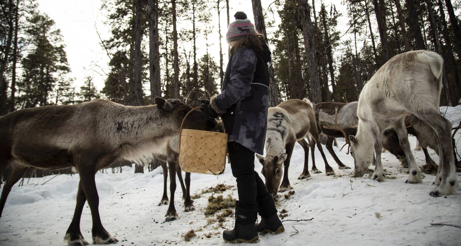 ‘Robo’: amenazas, violencia y desesperación en las tierras sami del norte de Suecia