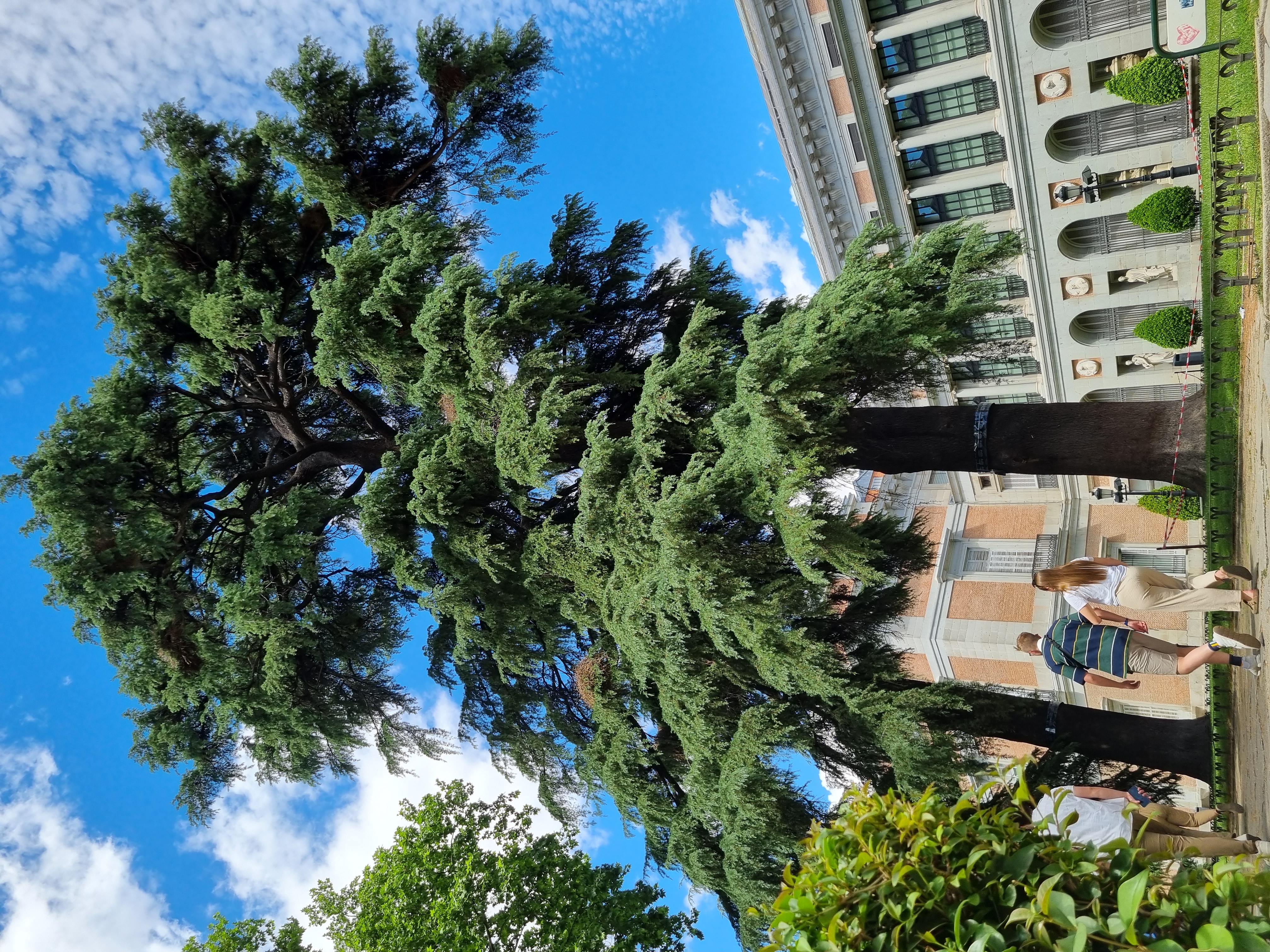 Así se puede identificar el cedro, los gigantes y aromáticos árboles  venerados desde la antigüedad | Estilo de vida | EL PAÍS, image size:3024x4032