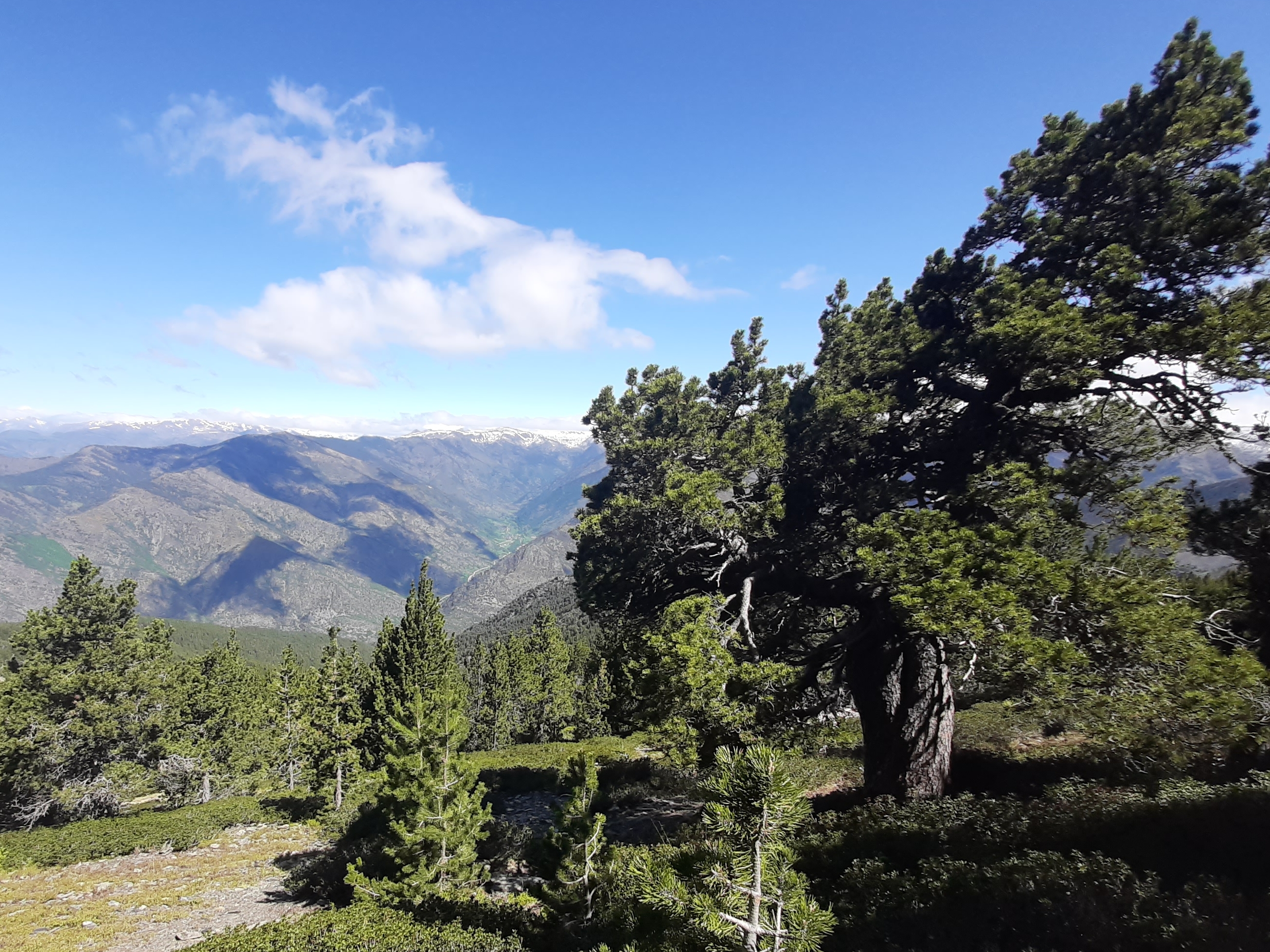 Cómo salvar al árbol torcido (y por qué es importante), Estilo de vida