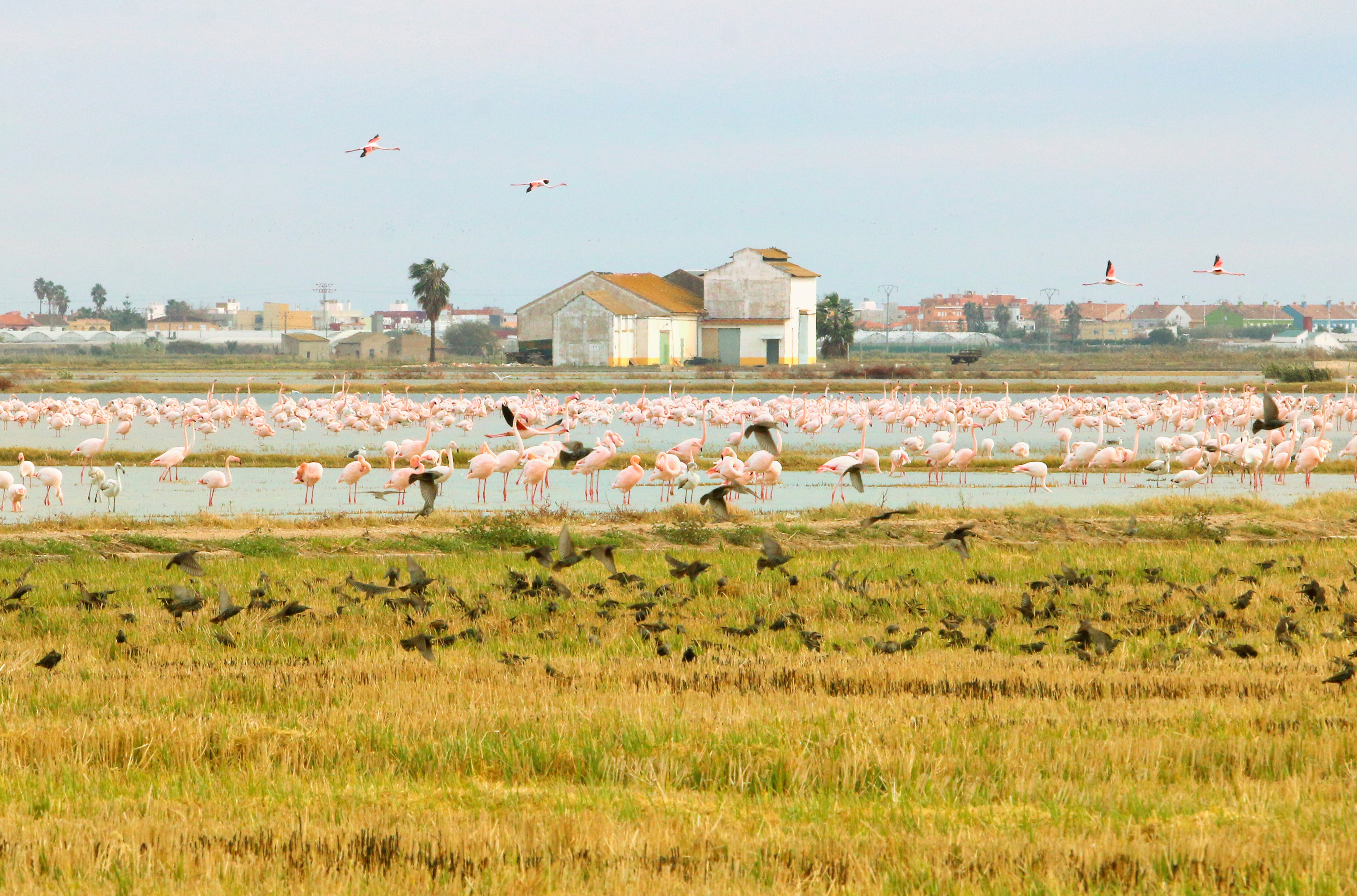 Centenares de flamencos buscan gusanos y crustáceos en los arrozales de la Albufera, donde pasan el invierno.