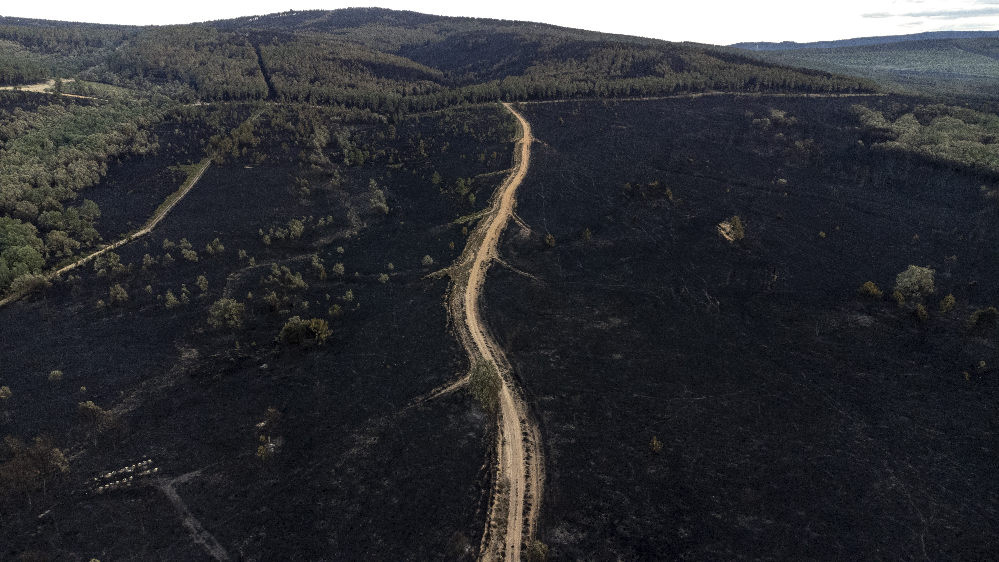 Sierra de la Culebra: un incendio gigantesco que no pone en peligro a los  lobos, pero sí un modelo de convivencia ejemplar | Clima y Medio Ambiente |  EL PAÍS