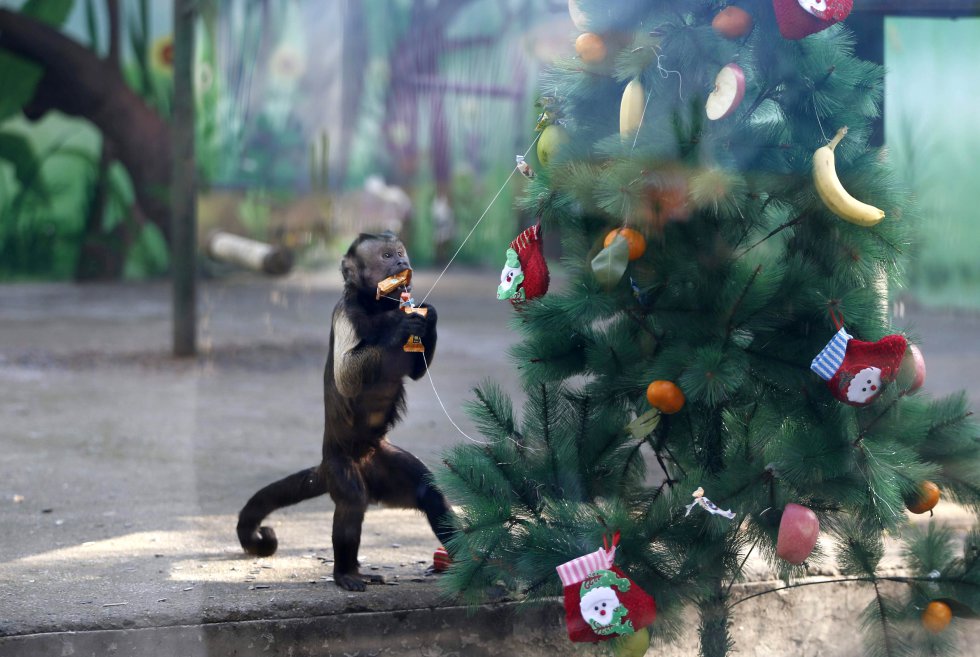 NO TE LO PIERDAS: Chimpancés desenvuelven regalos navideños en un santuario  de Estados Unidos