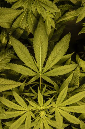 Cannabis In Spain The Battle To Legalize Cannabis In Spain News El Pais In English