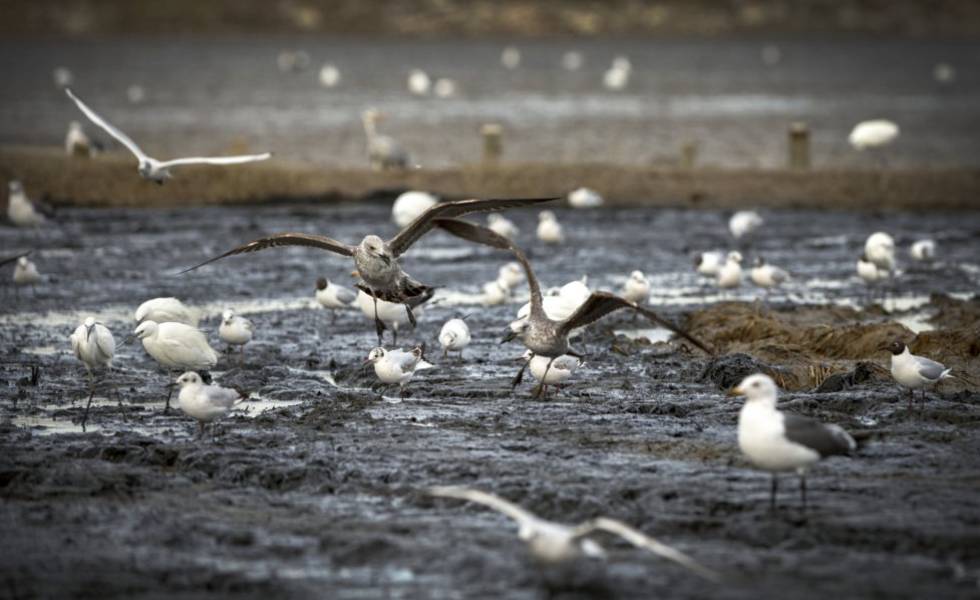 Un brote de botulismo en L’Albufera deja 331 aves muertas y 64 enfermas