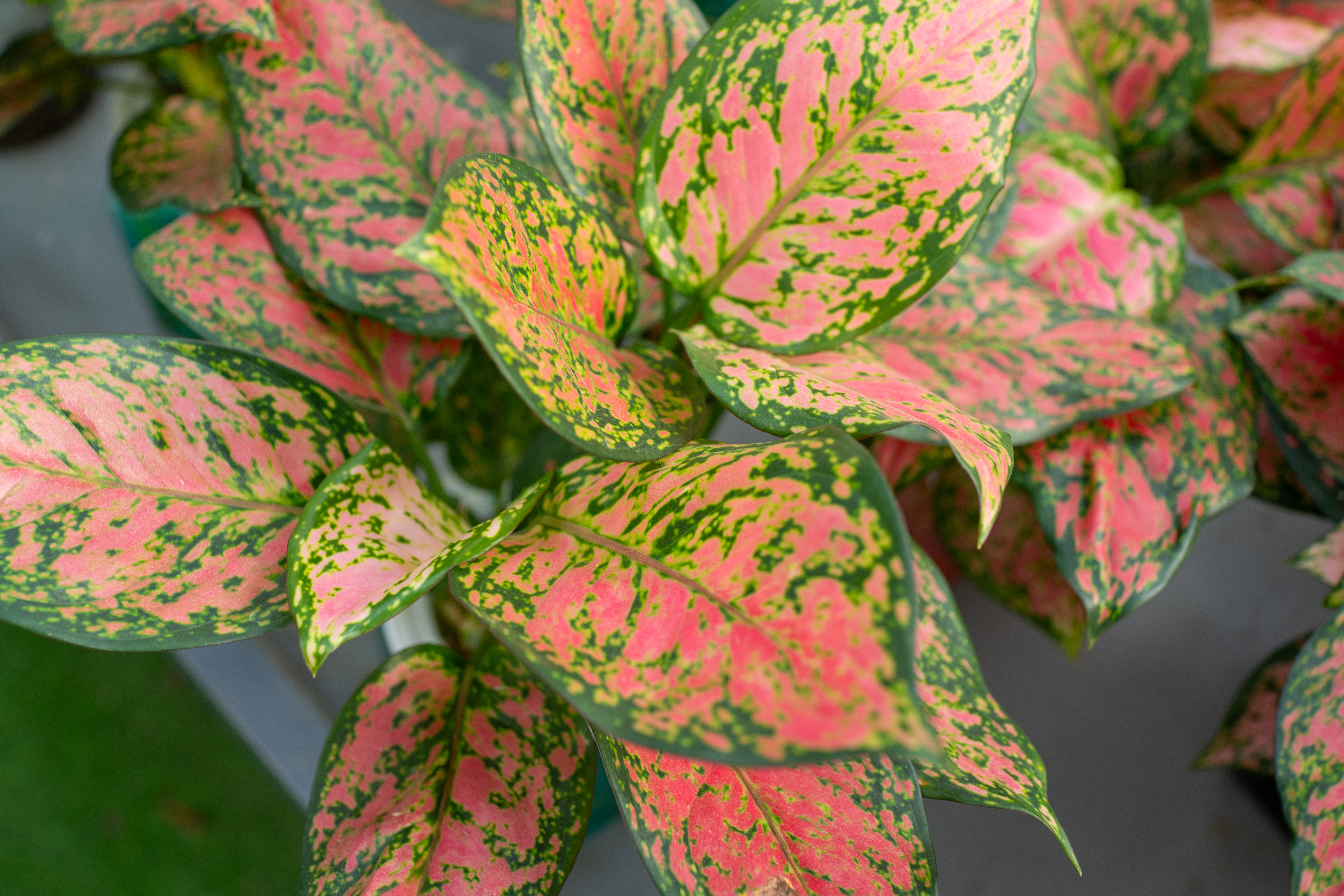 dracaena sanderiana soil Dracaena Growing Soil Mix  Custom Soil Blend  Potting Mix for Dracaena Plants  Specially Developed by and for Professional Nursery Growers -