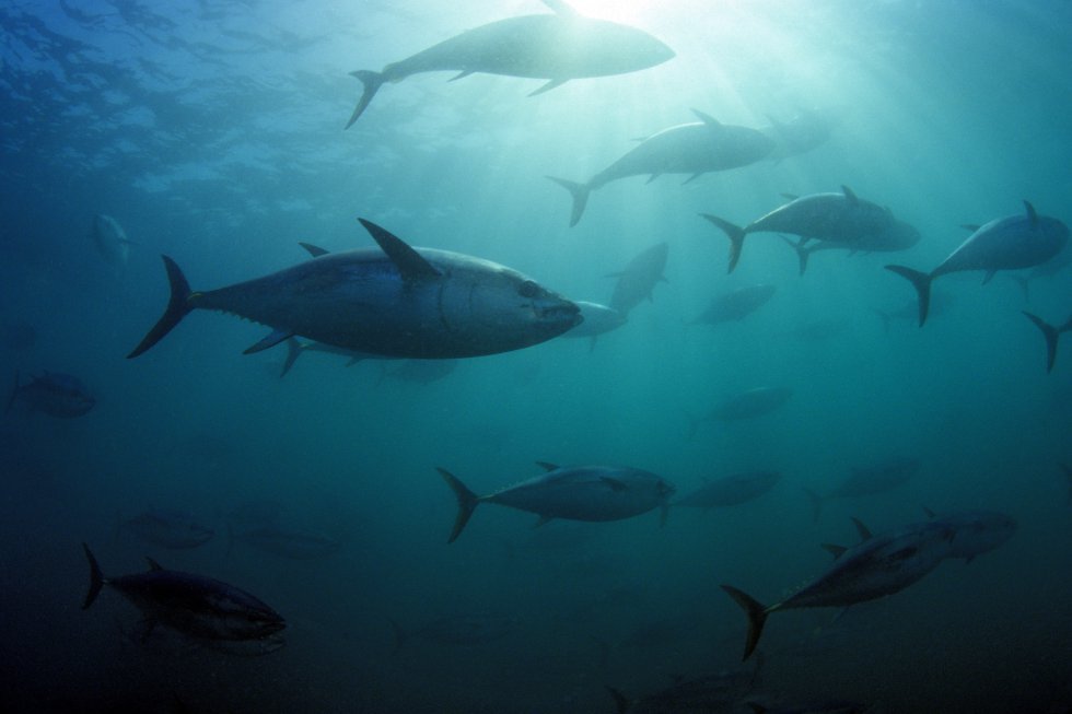 El 17% de los animales marinos podría desaparecer antes de 2100